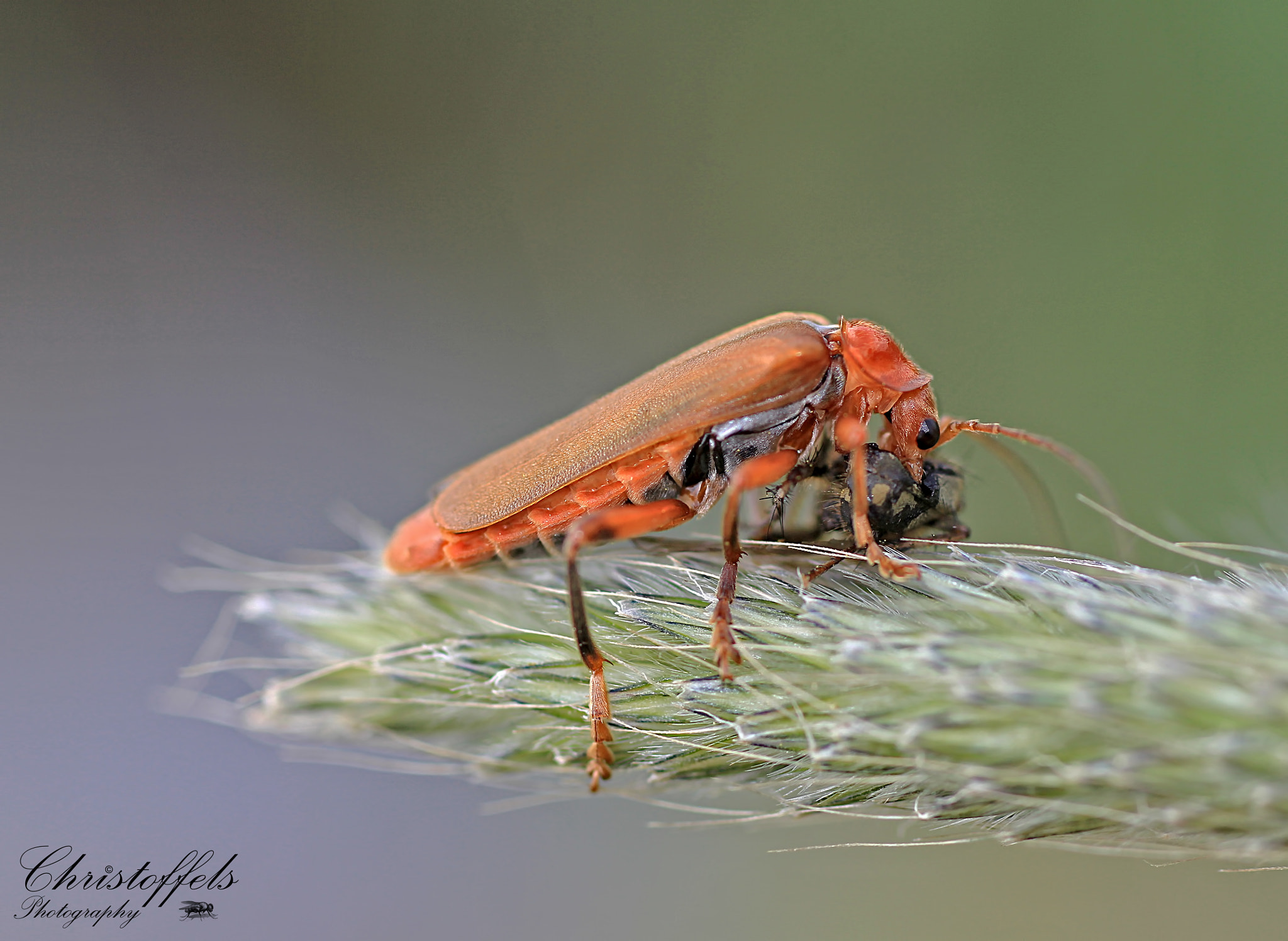 Sigma 70mm F2.8 EX DG Macro sample photo. Lunch time - geel soldaatje (cantharis livida) photography