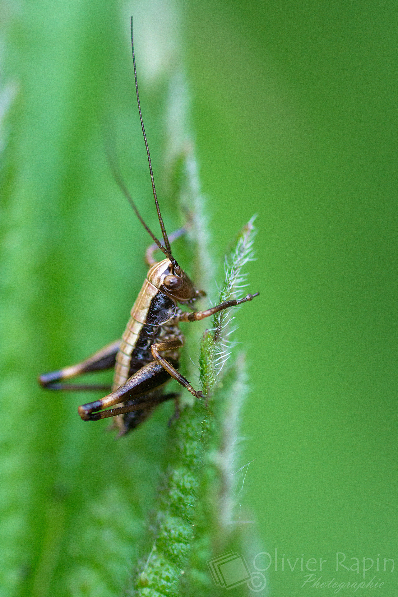 Sony SLT-A77 + Tamron SP AF 90mm F2.8 Di Macro sample photo. Petite sauterelle photography