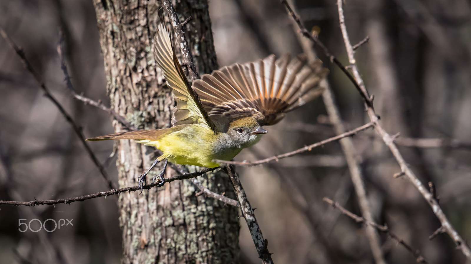 Nikon AF-S Nikkor 500mm F4E FL ED VR sample photo. Great crested flycatcher takes off photography