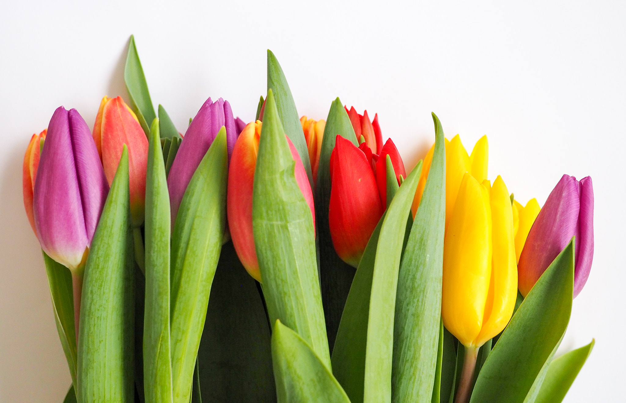Olympus OM-D E-M10 + LUMIX G 20/F1.7 II sample photo. Colourful tulips photography