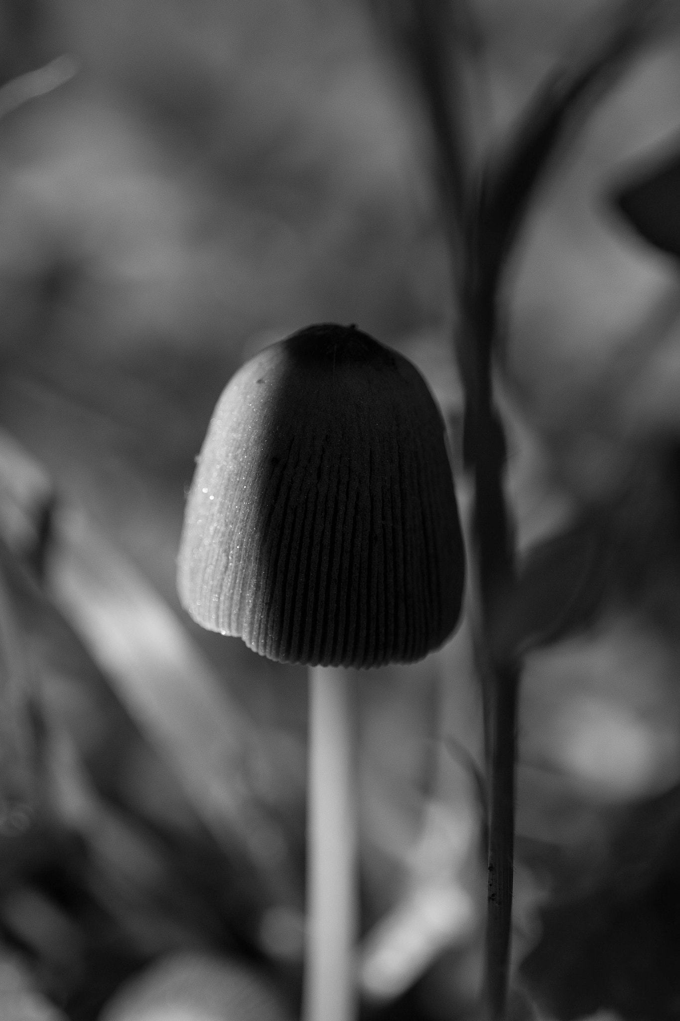 Canon EF 24-70mm F4L IS USM sample photo. Magic champi nb photography