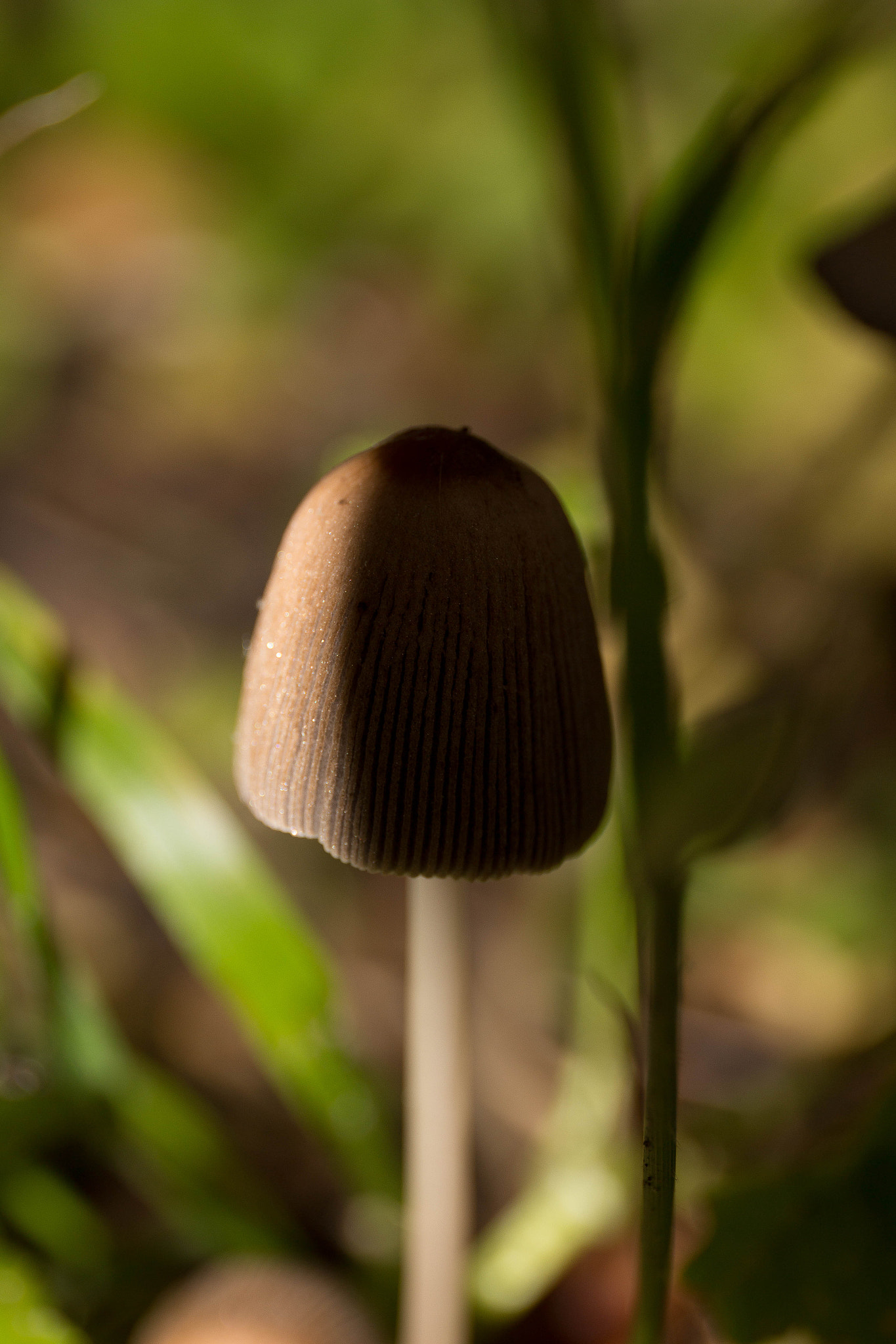 Canon EF 24-70mm F4L IS USM sample photo. Magic champi photography
