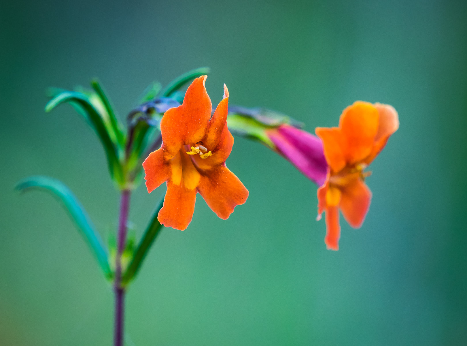 Olympus OM-D E-M1 + LEICA DG 100-400/F4.0-6.3 sample photo. Monkey flower photography