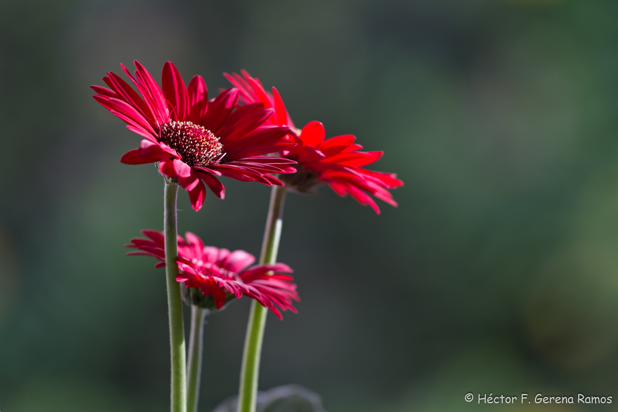 Sigma APO Macro 180mm F2.8 EX DG OS HSM sample photo. 3 sisters photography