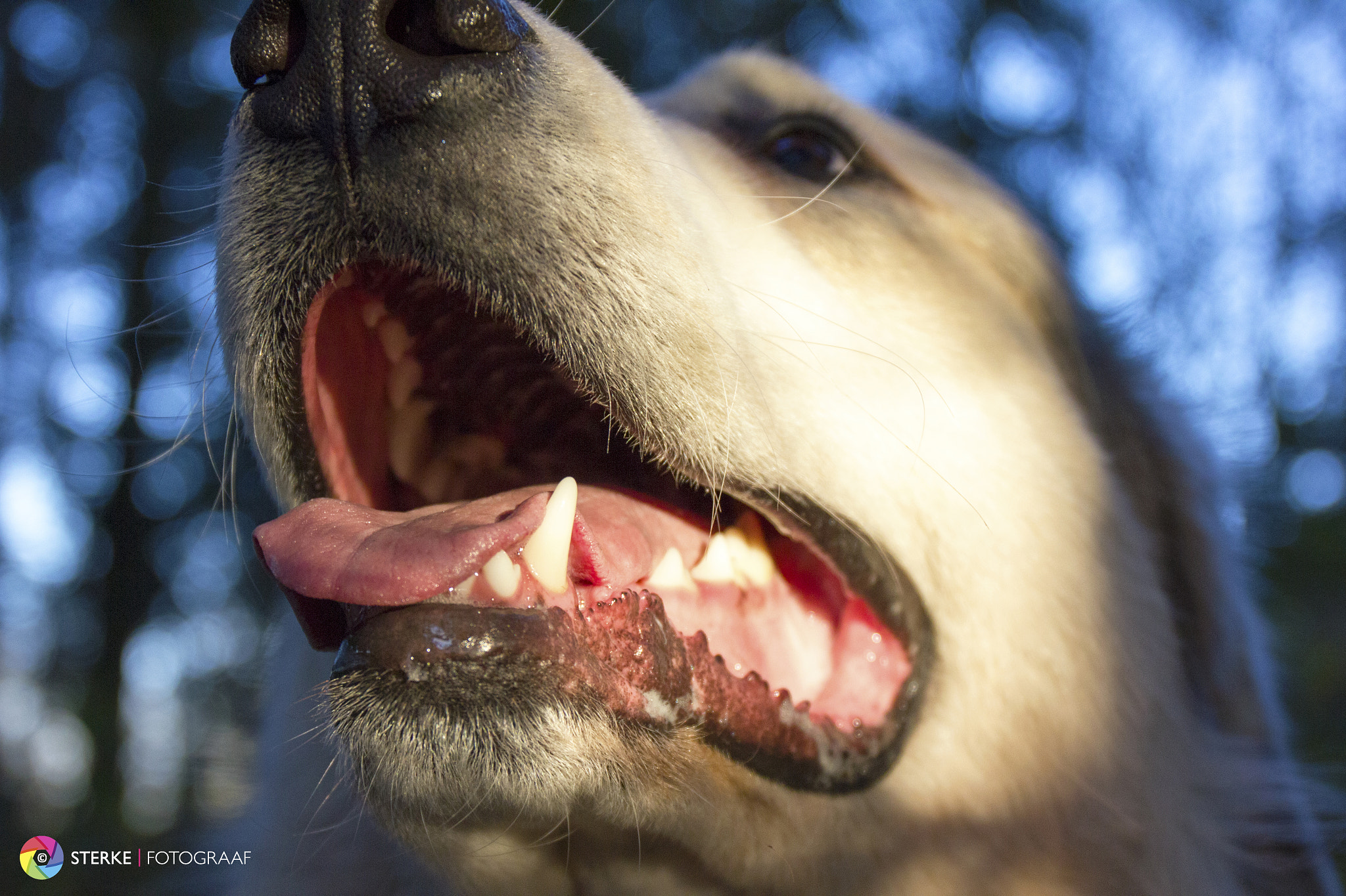 Canon EF 24-70mm F4L IS USM sample photo. I'm ready for my close-up photography