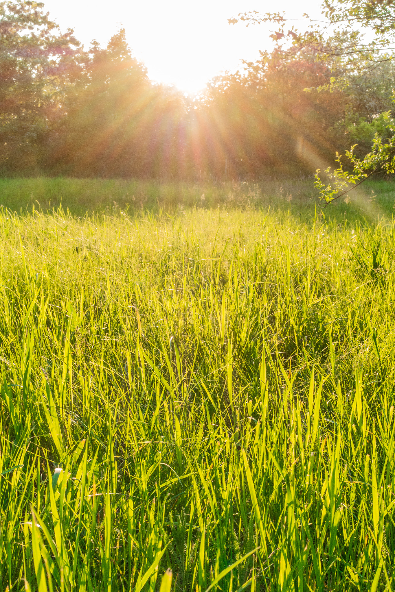 Samsung NX1100 + Samsung NX 30mm F2 Pancake sample photo. Meadow photography