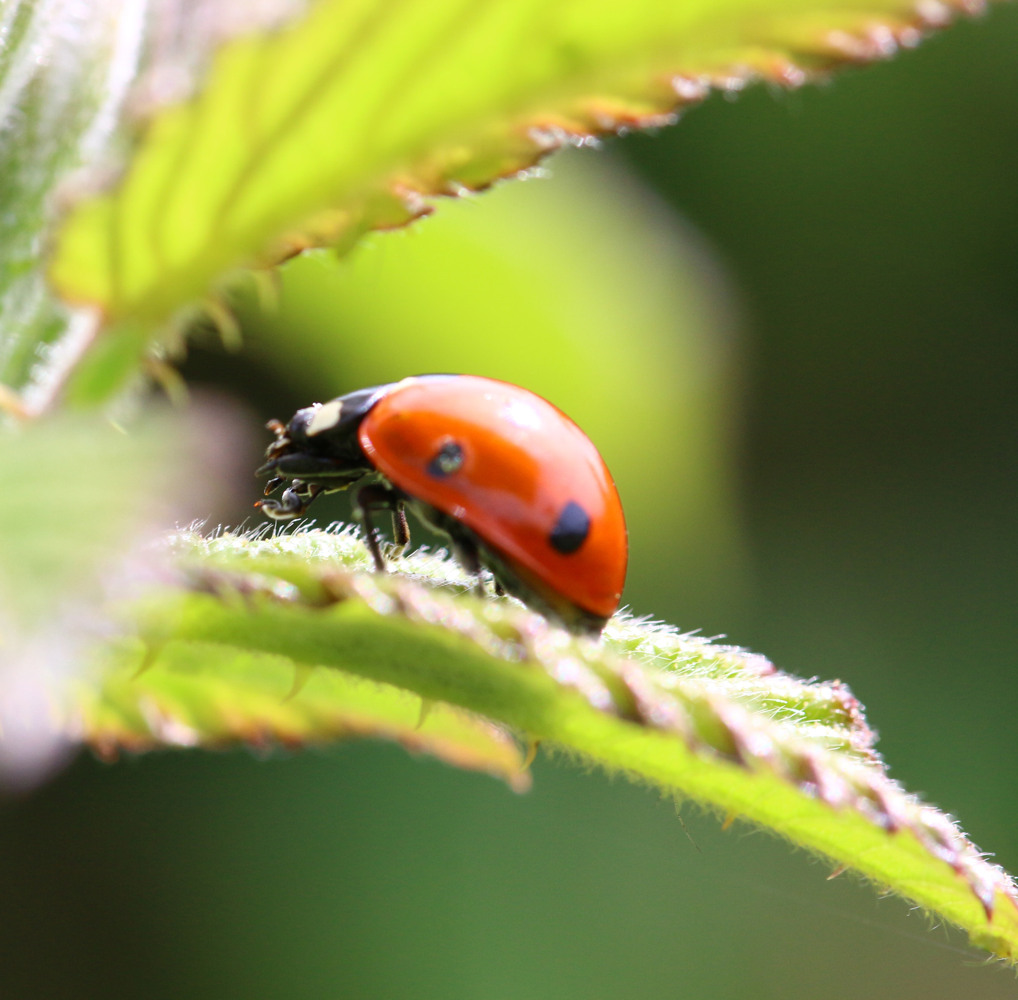 Sigma 105mm F2.8 EX DG OS HSM sample photo. Ladybird  photography