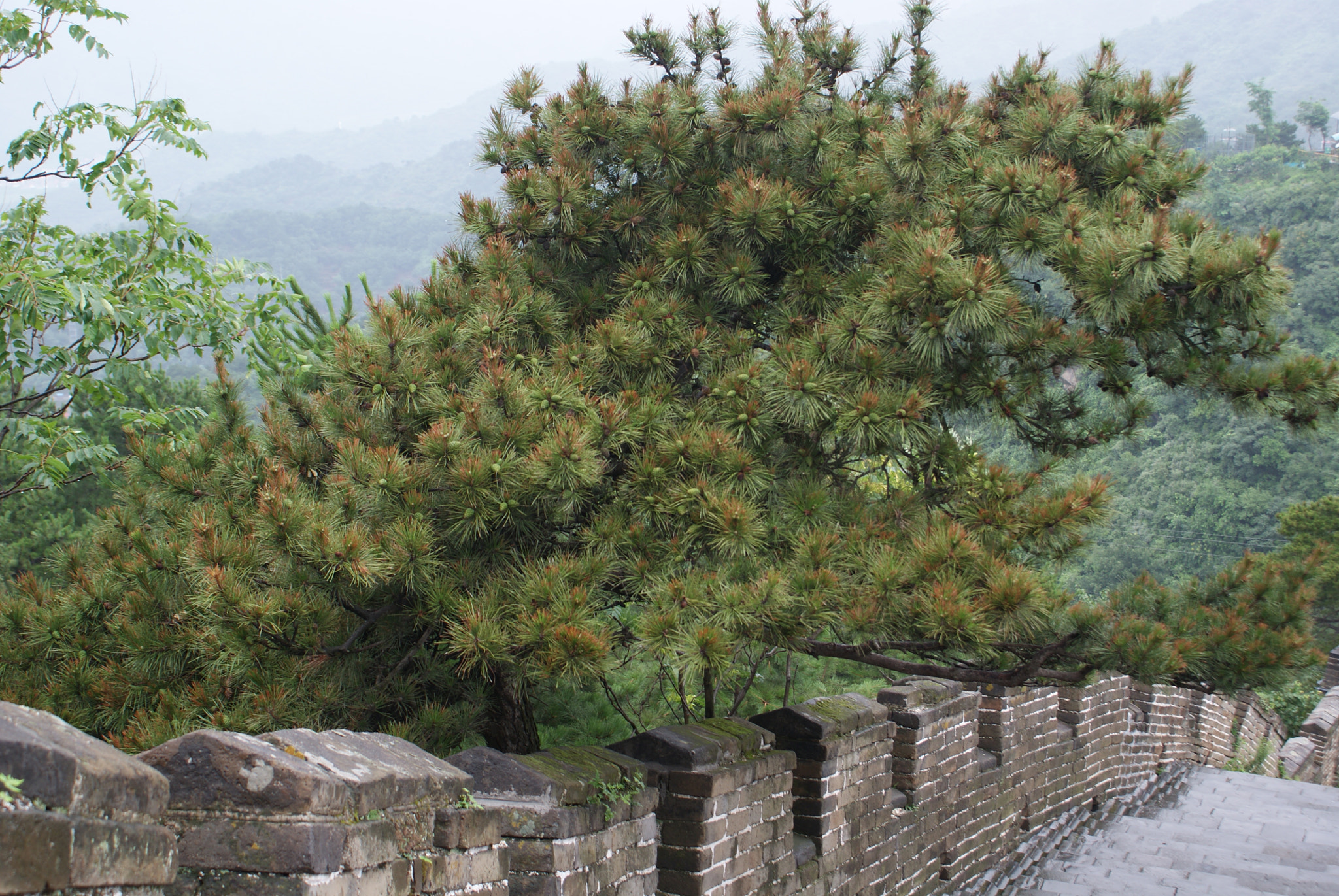 Sony DT 18-70mm F3.5-5.6 sample photo. Tibet photography