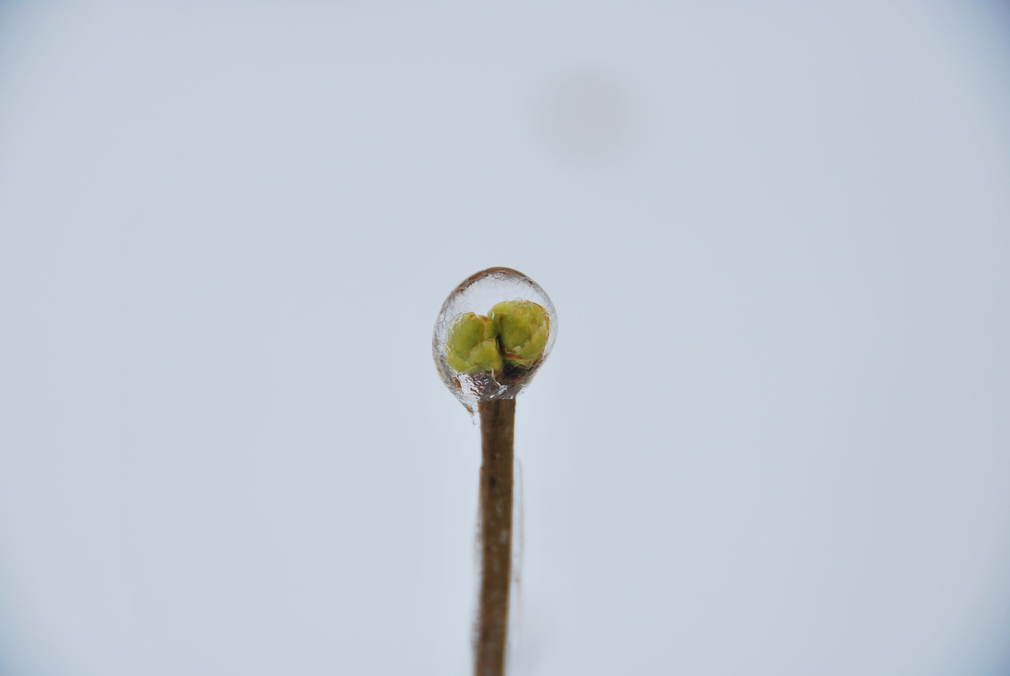 Nikon D60 sample photo. Young leaves in ice photography