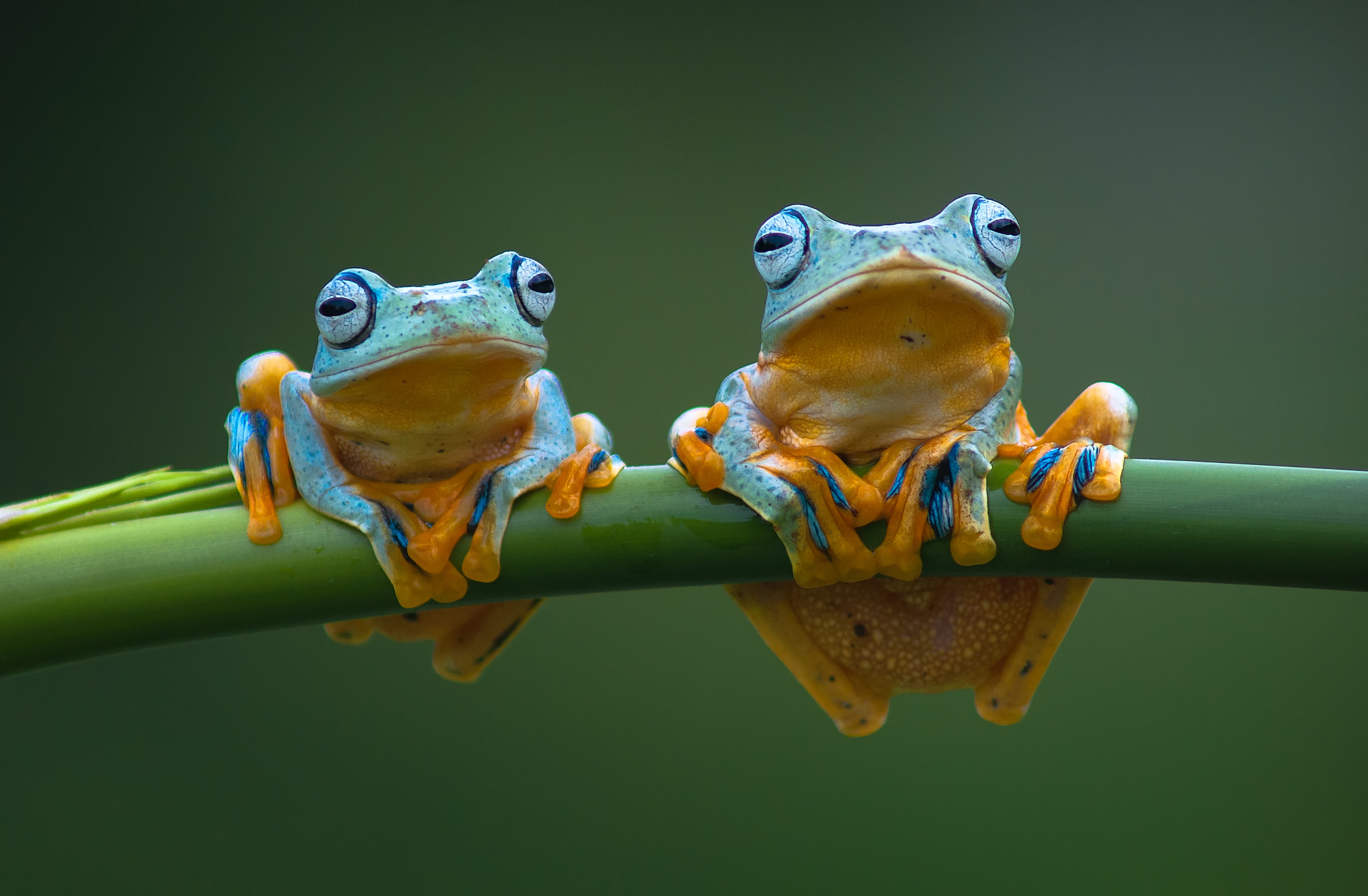 Nikon D90 + AF Zoom-Nikkor 75-300mm f/4.5-5.6 sample photo. Twin cute frog photography