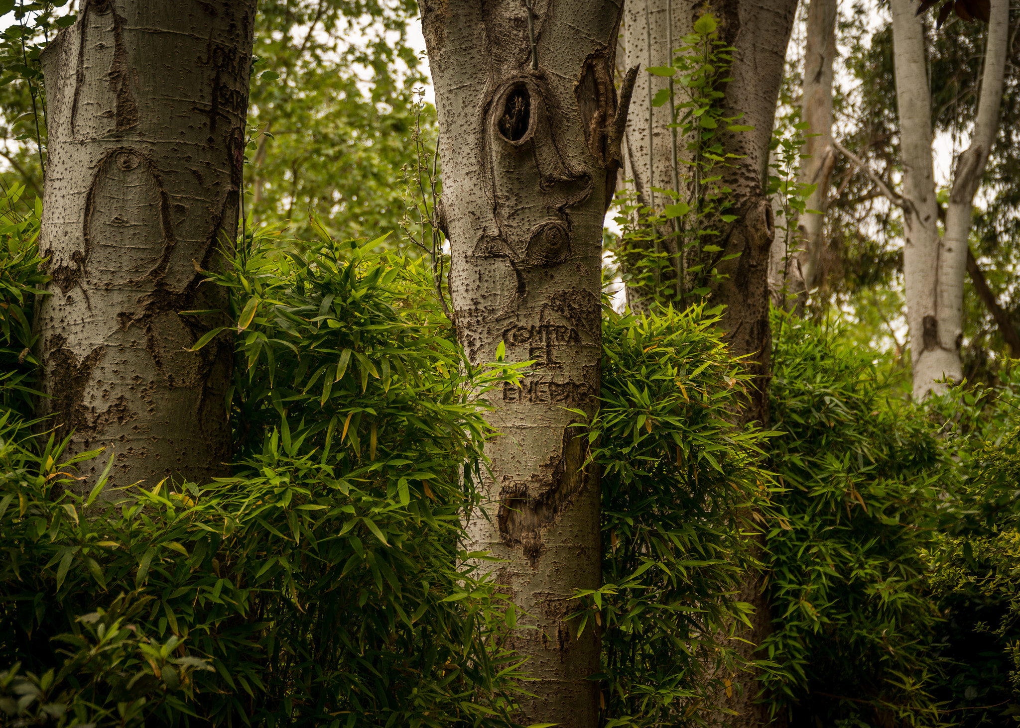 Sony Alpha NEX-6 + Sony E PZ 18-105mm F4 G OSS sample photo. Parc pegaso photography