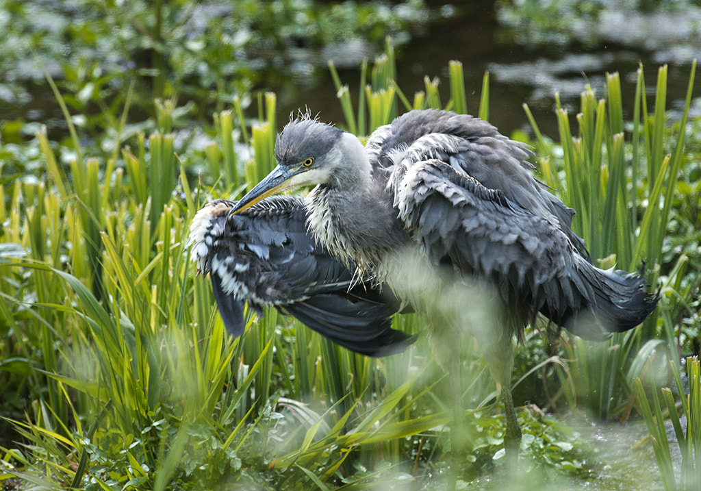 Nikon AF-S Nikkor 600mm F4D ED-IF II sample photo. Ruffled grey heron photography