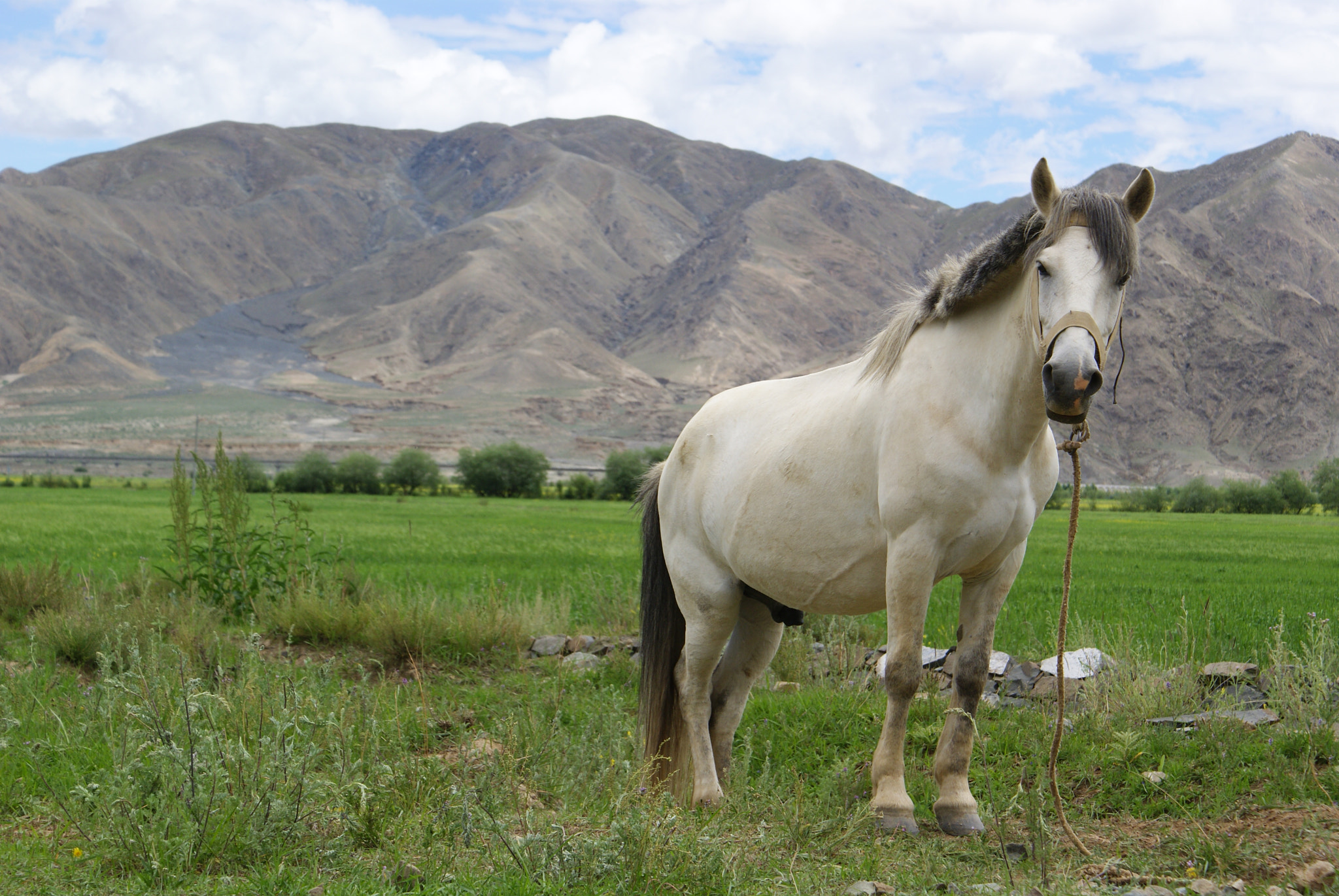 Sony DT 18-70mm F3.5-5.6 sample photo. Tibet photography