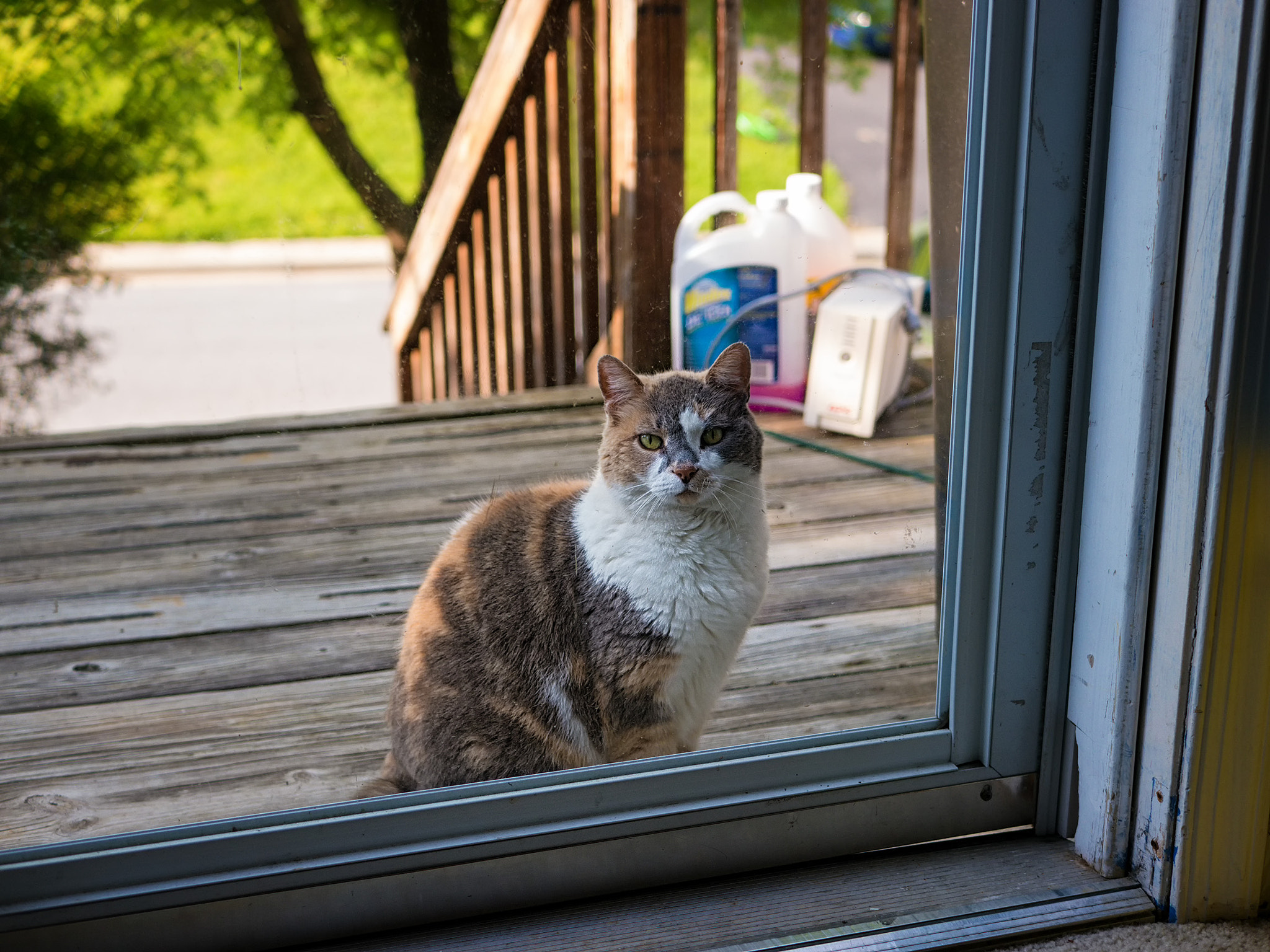 LUMIX G 25/F1.7 sample photo. Outside looking in photography