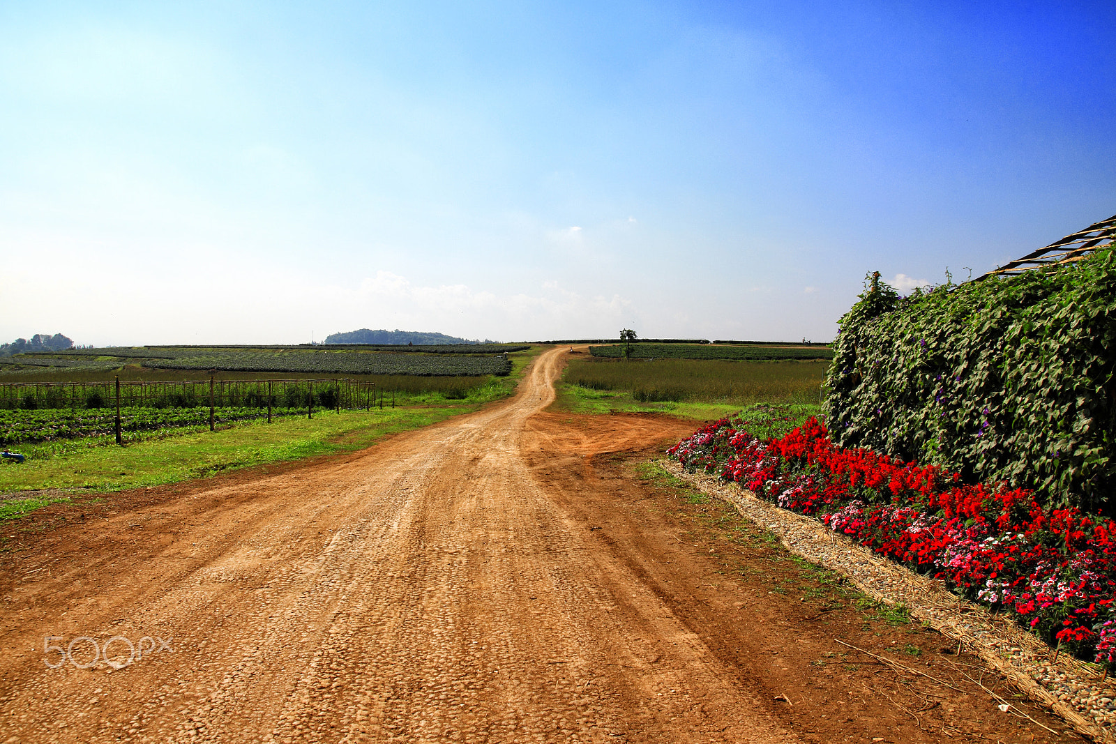Canon EOS 500D (EOS Rebel T1i / EOS Kiss X3) sample photo. Countryside road with farm photography