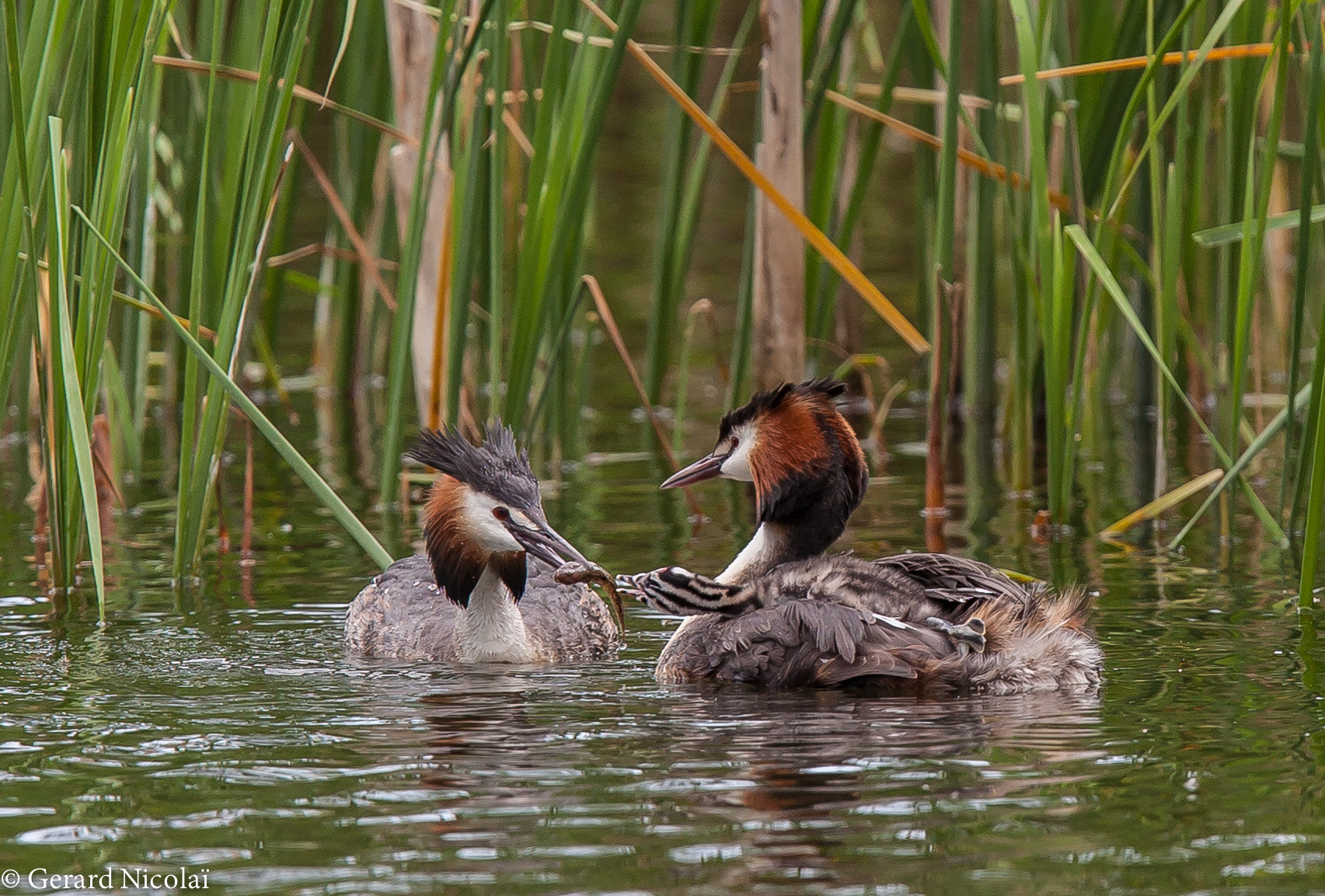 Canon EOS 5D Mark II sample photo. Great grebes feeding there young ones photography