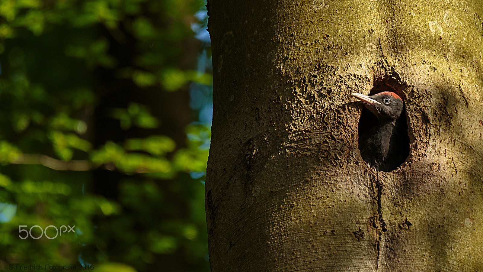 Sigma 50-500mm f/4-6.3 APO HSM EX sample photo. Young black woodpecker photography