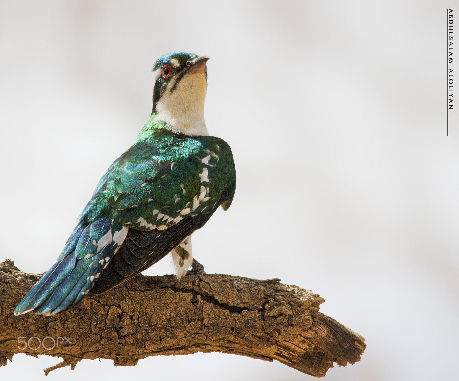Sigma 150-500mm F5-6.3 DG OS HSM sample photo. Didric cuckoo photography