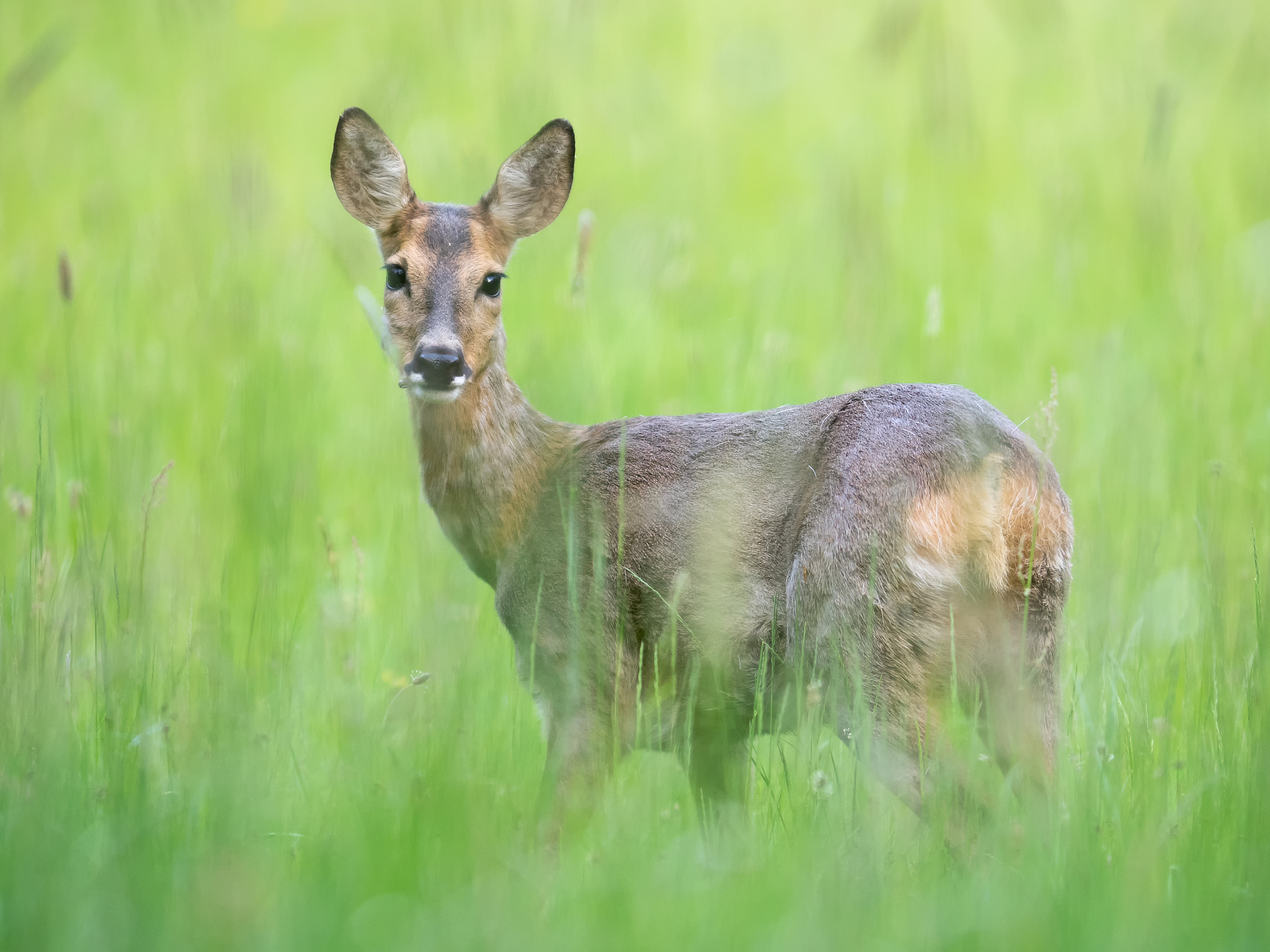 Olympus OM-D E-M1 + OLYMPUS 300mm Lens sample photo. Young roe deer photography