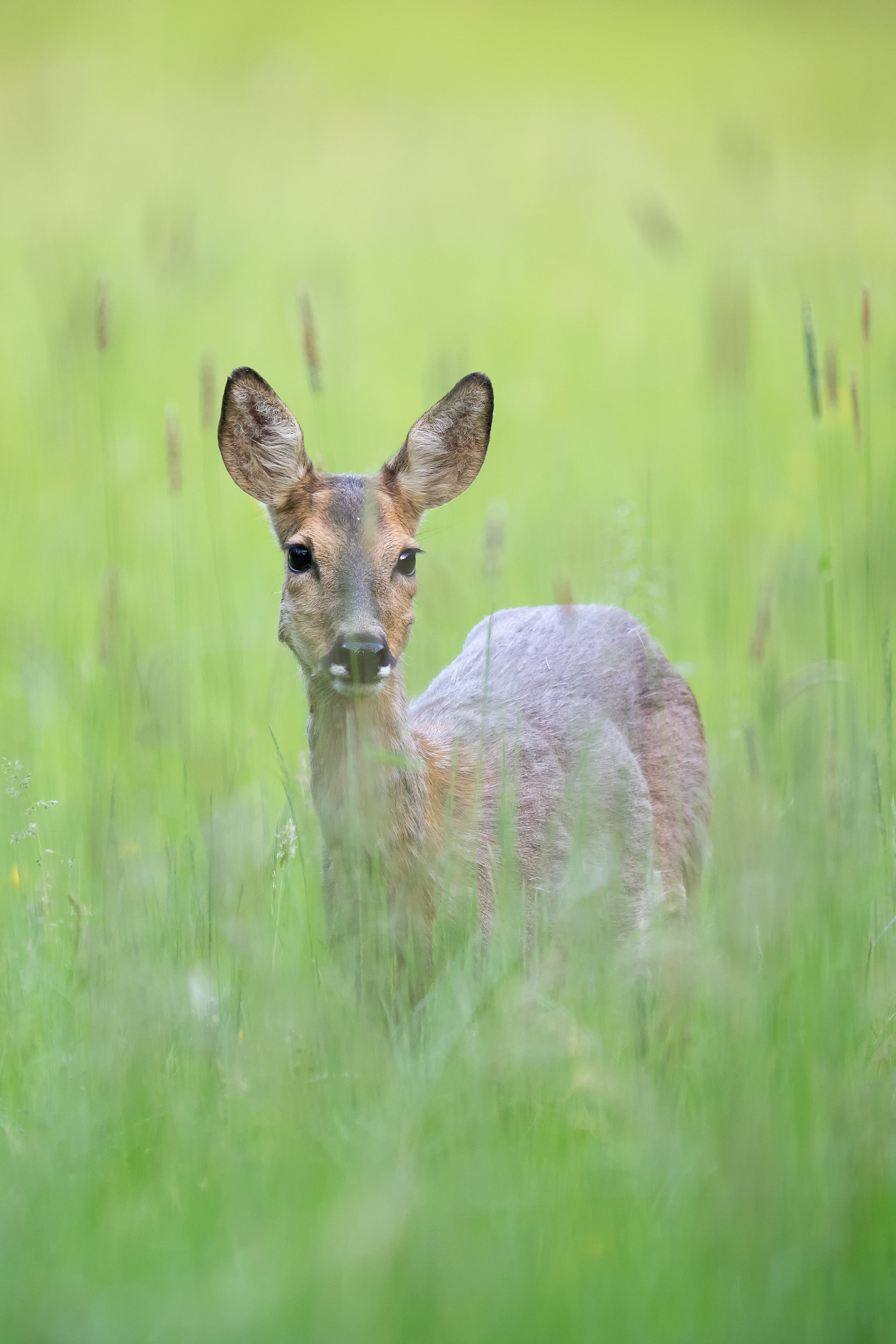 Olympus OM-D E-M1 + OLYMPUS 300mm Lens sample photo. Young roe deer photography