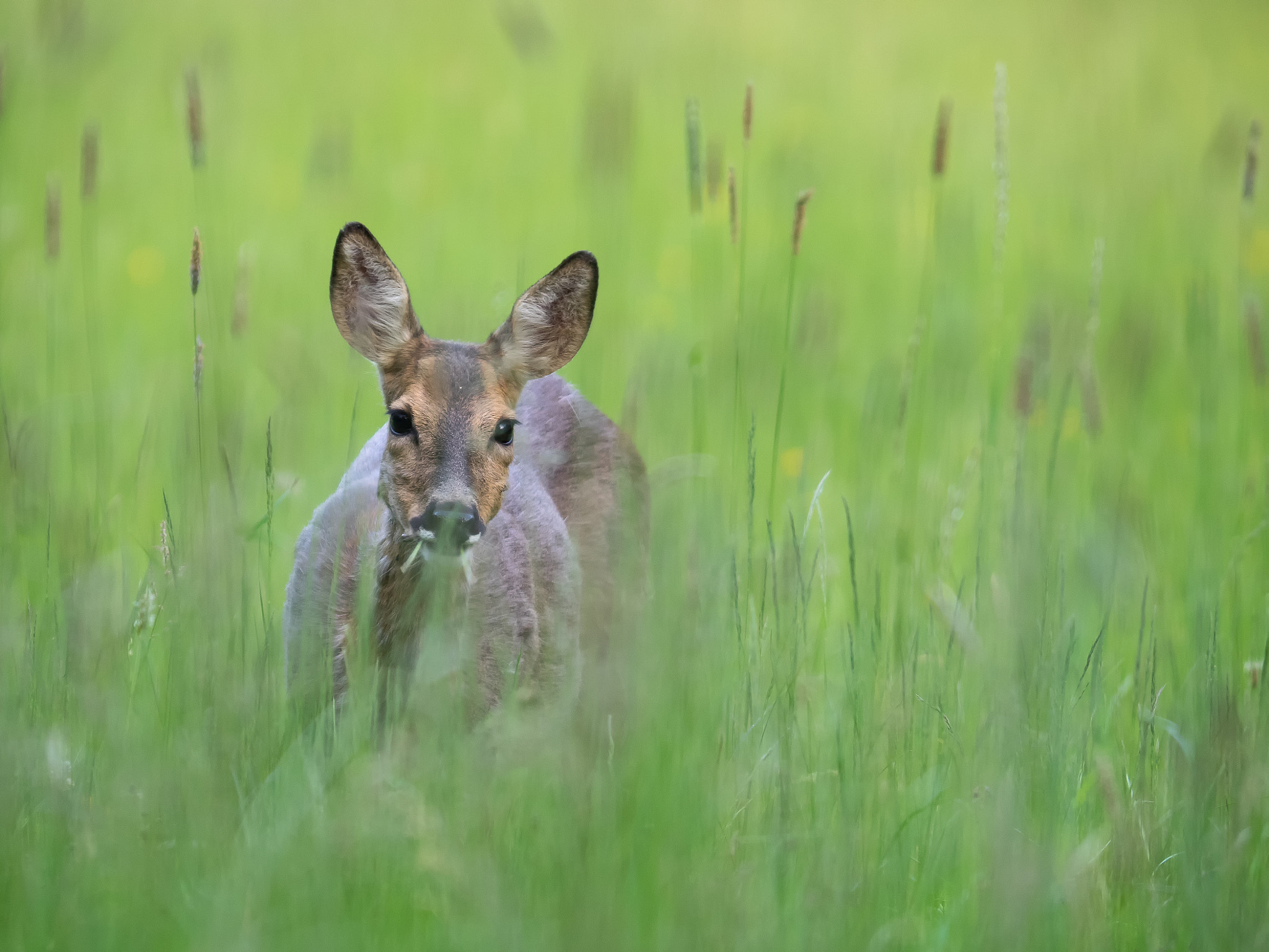 Olympus OM-D E-M1 + OLYMPUS 300mm Lens sample photo. Young roe deer photography