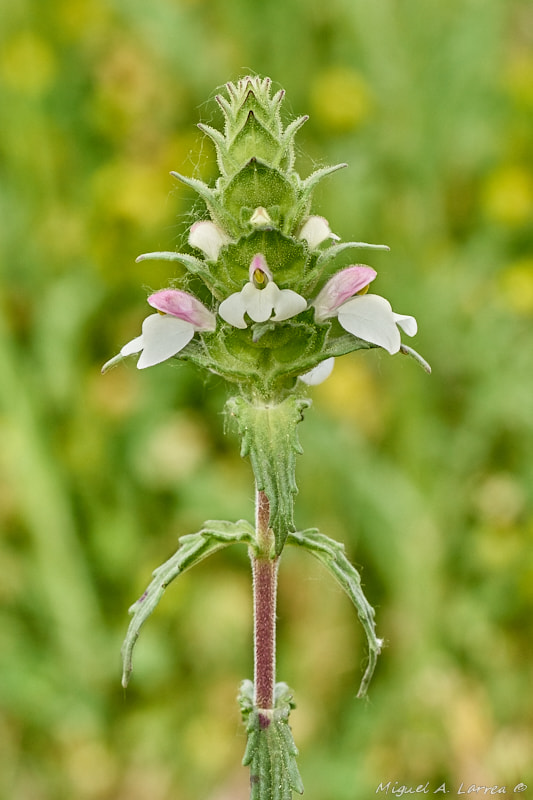 150mm F2.8 sample photo. Mediterranean linseed photography