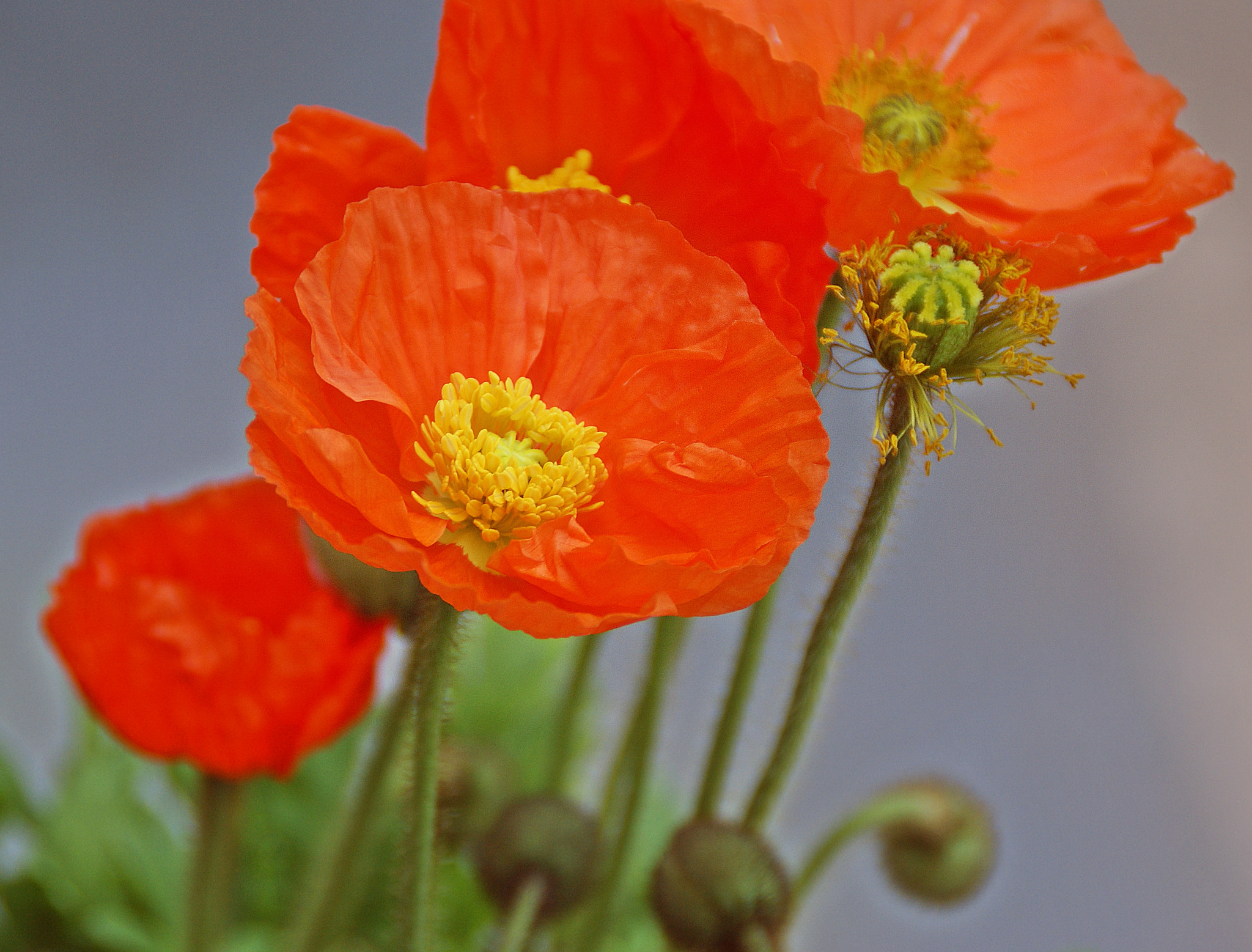 Sony Alpha DSLR-A290 sample photo. Coming and going photography
