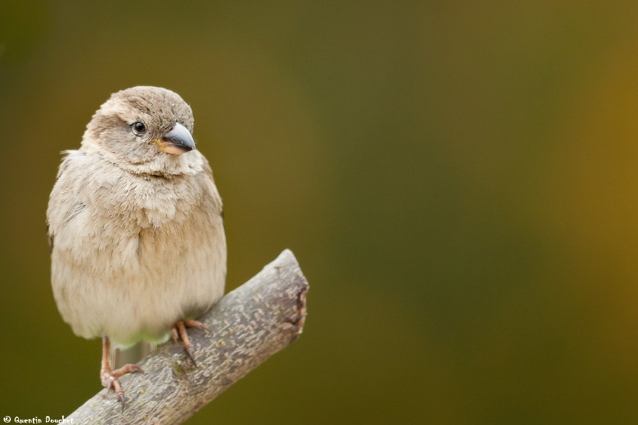 Canon EF 600mm F4L IS II USM sample photo. Moineau photography