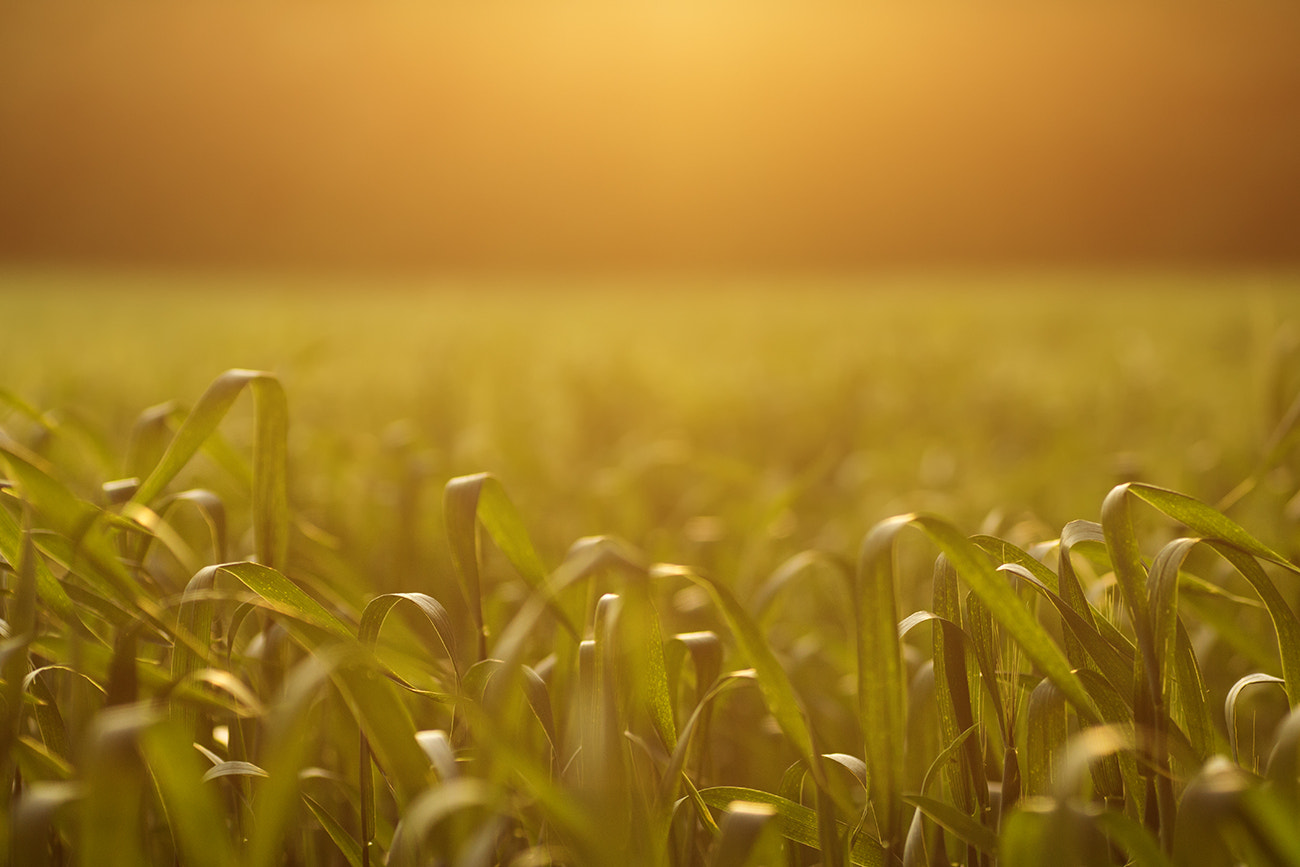 Sony SLT-A77 + Minolta AF 100mm F2.8 Macro [New] sample photo. Field in the sunset photography