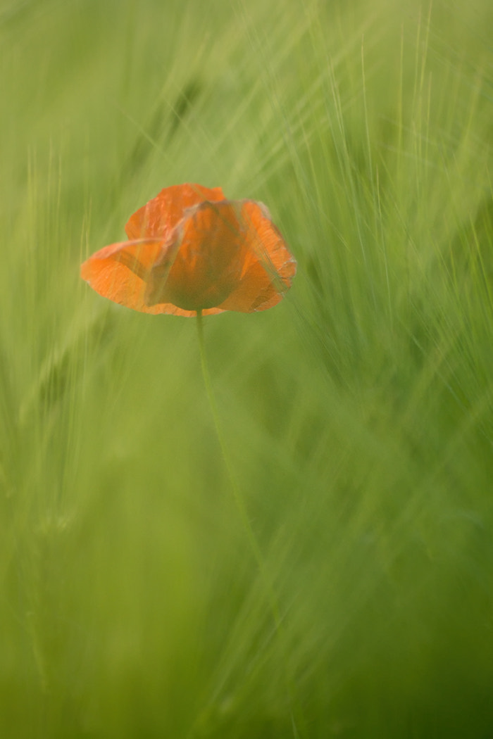 Sony SLT-A77 + Minolta AF 100mm F2.8 Macro [New] sample photo. Poppy in the field photography