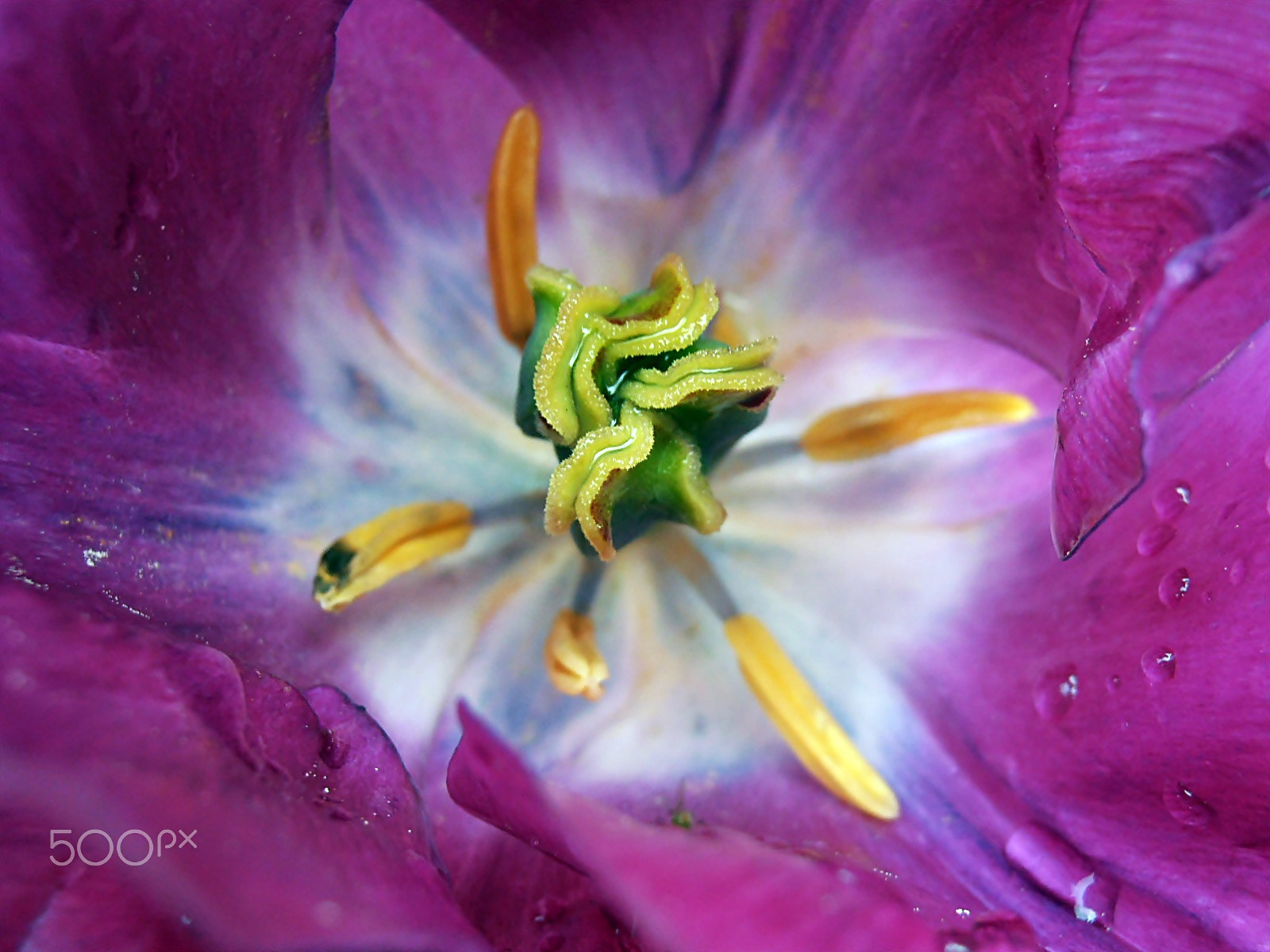Olympus VR325,VR320,D725 sample photo. Purple rain photography