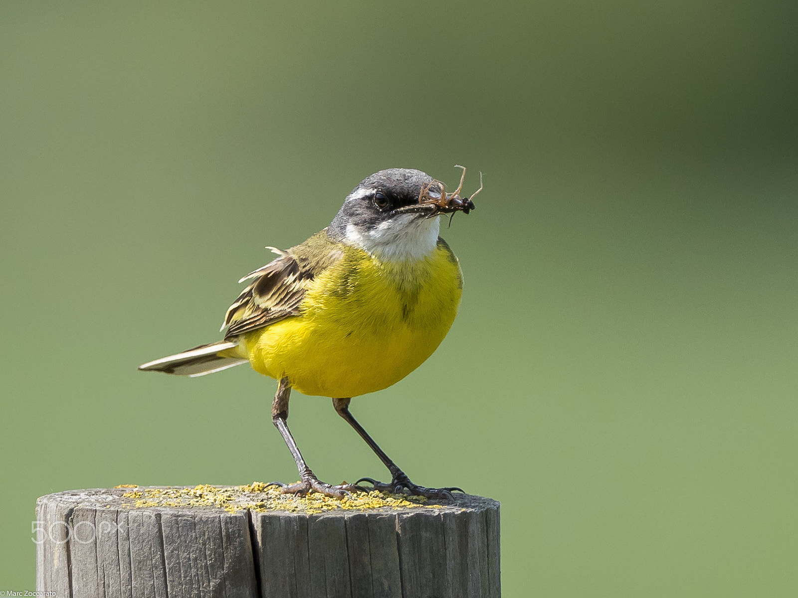 Olympus OM-D E-M1 + M.300mm F4.0 + MC-14 sample photo. Bergeronnette printanière - motacilla flava - aiguamols - 2016 - 05 - 22 photography