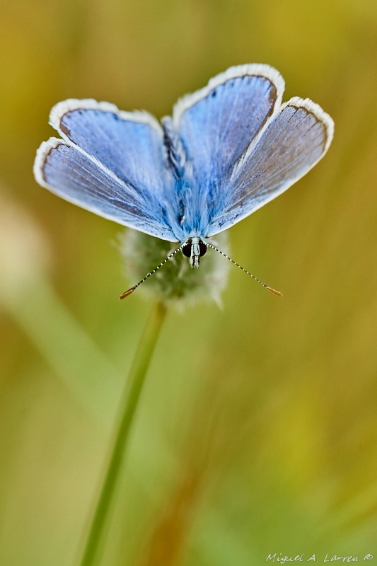 Sony ILCA-77M2 + 150mm F2.8 sample photo. Polyommatus icarus photography