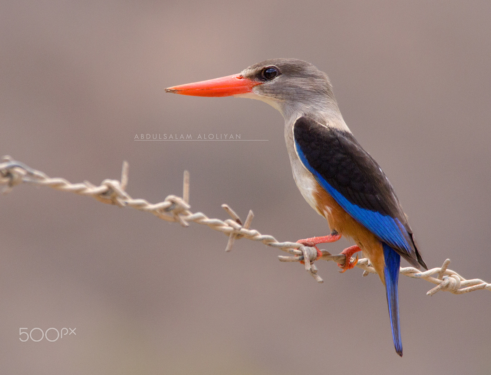 Sigma 150-500mm F5-6.3 DG OS HSM sample photo. Kingfisher photography
