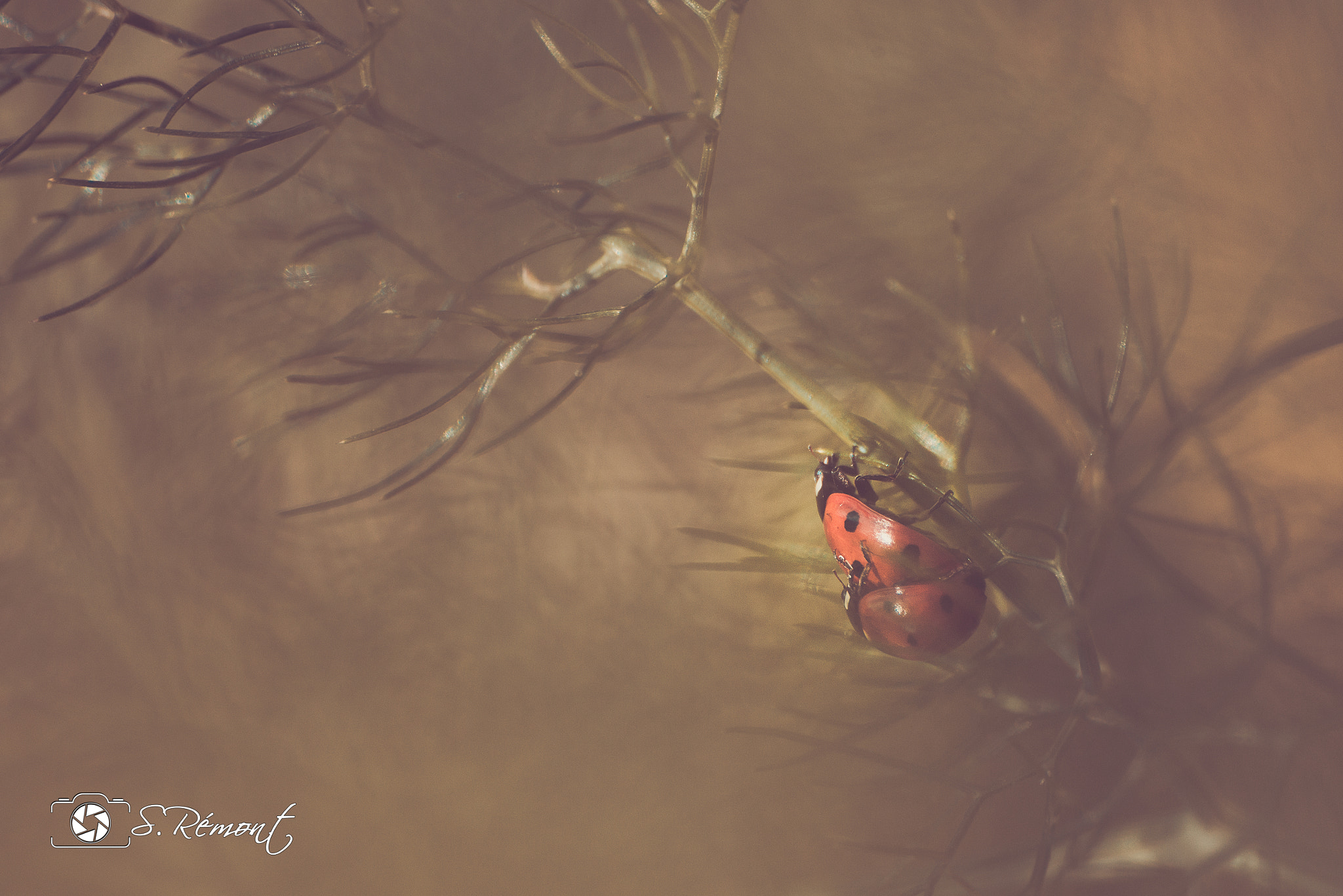 Sigma 70-300mm F4-5.6 APO DG Macro sample photo. Beetle...x photography