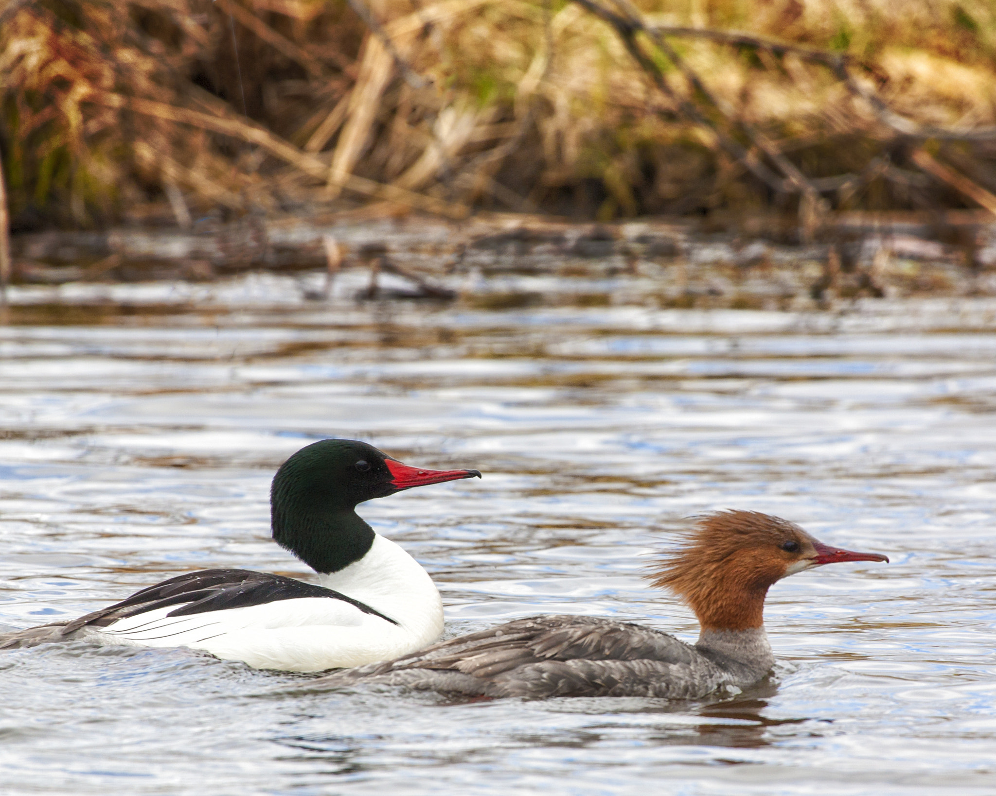 Canon EOS 5D + Canon EF 100-400mm F4.5-5.6L IS USM sample photo. Merganser pair photography