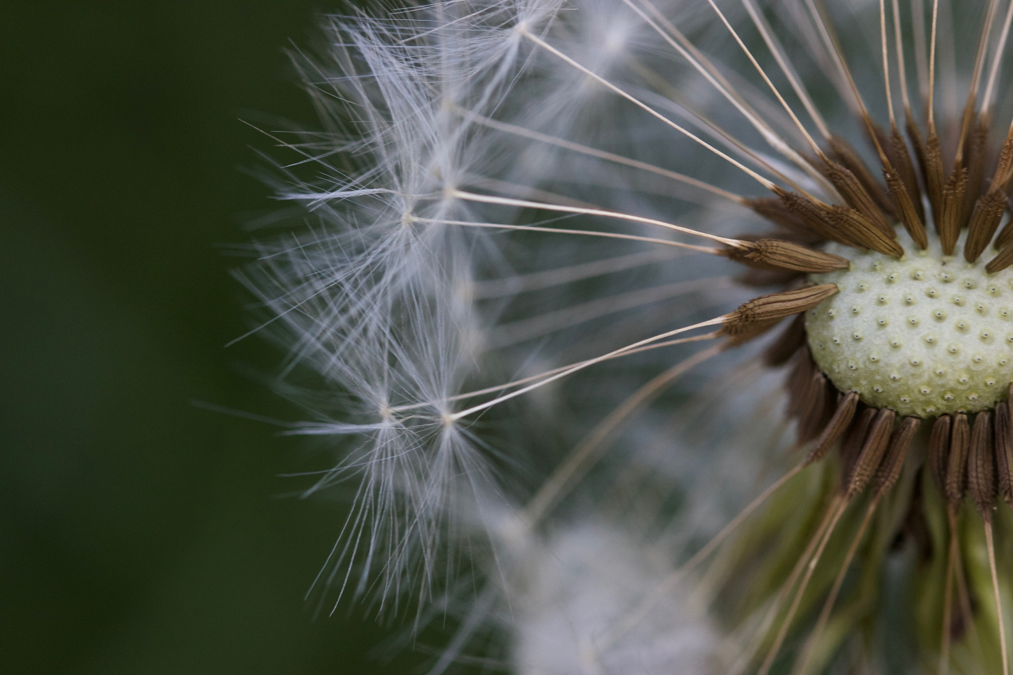 Canon EOS 650D (EOS Rebel T4i / EOS Kiss X6i) + Canon EF 100mm F2.8L Macro IS USM sample photo. Taraxacum officinale photography