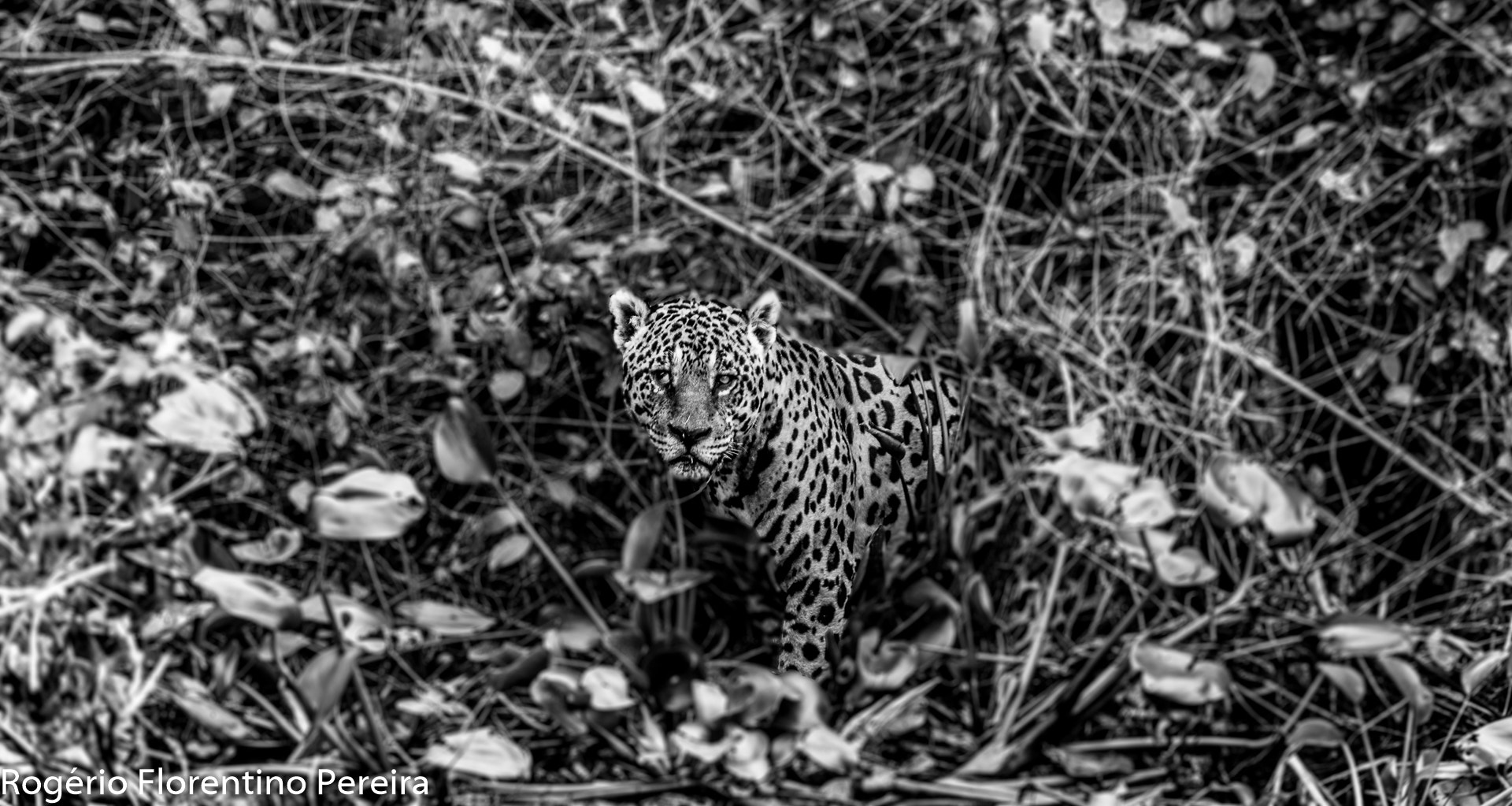Nikon D4S sample photo. Where is the cat? photography