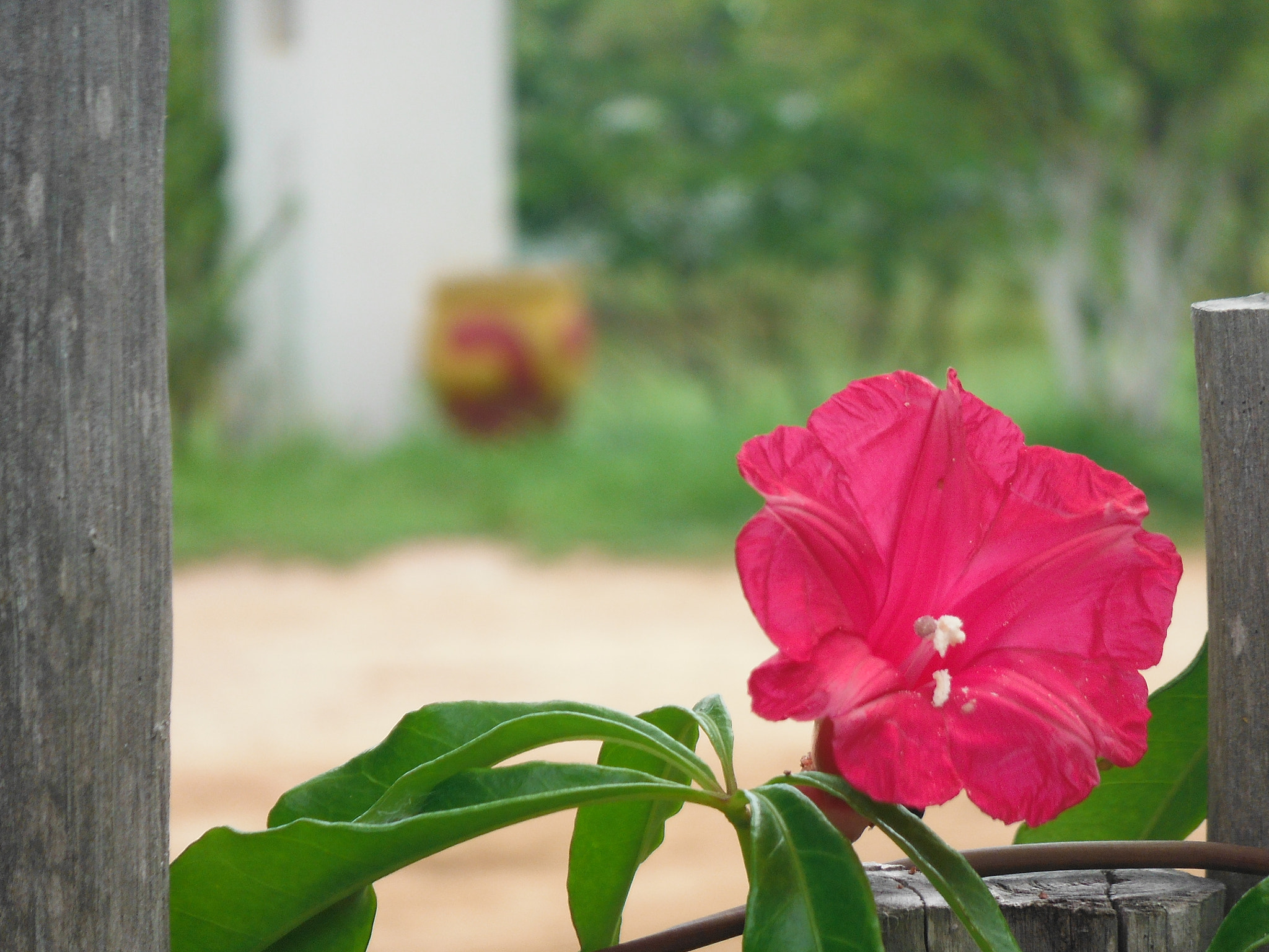 Fujifilm FinePix XP50 sample photo. Desfoque photography