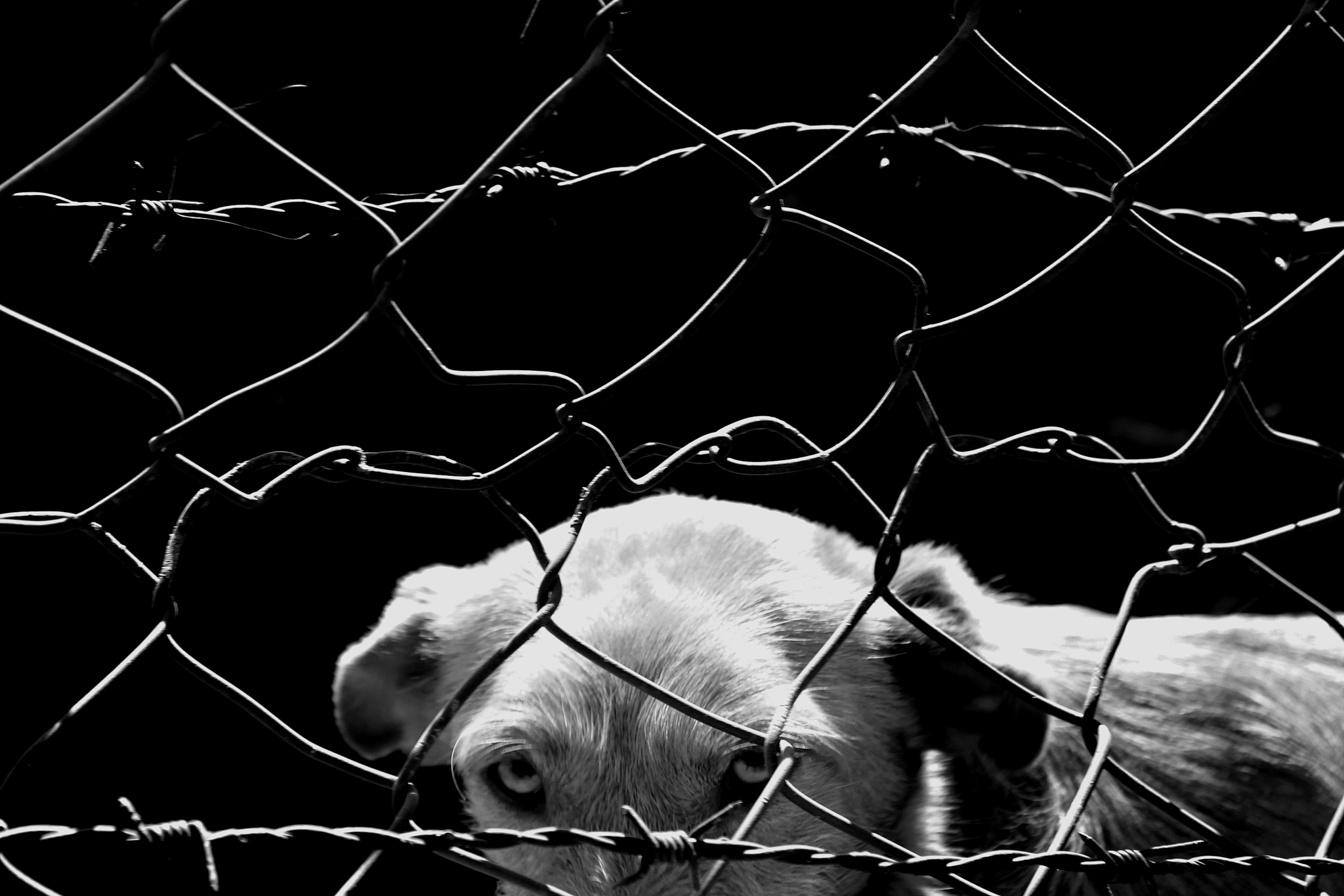 Canon EF-S 18-55mm F3.5-5.6 IS sample photo. From men and dogs photography
