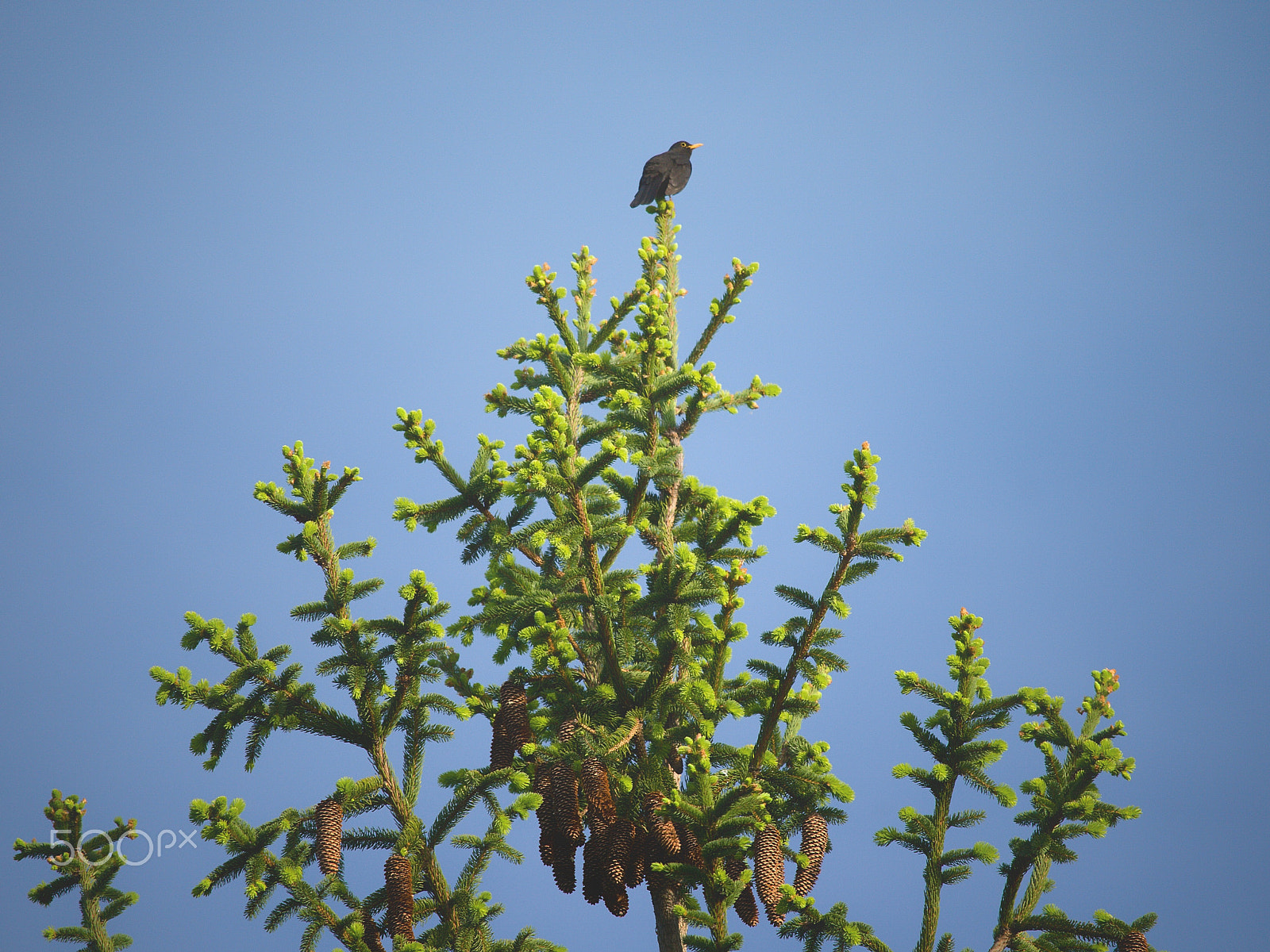 Canon EF-S 55-250mm F4-5.6 IS STM sample photo. On the treetop photography