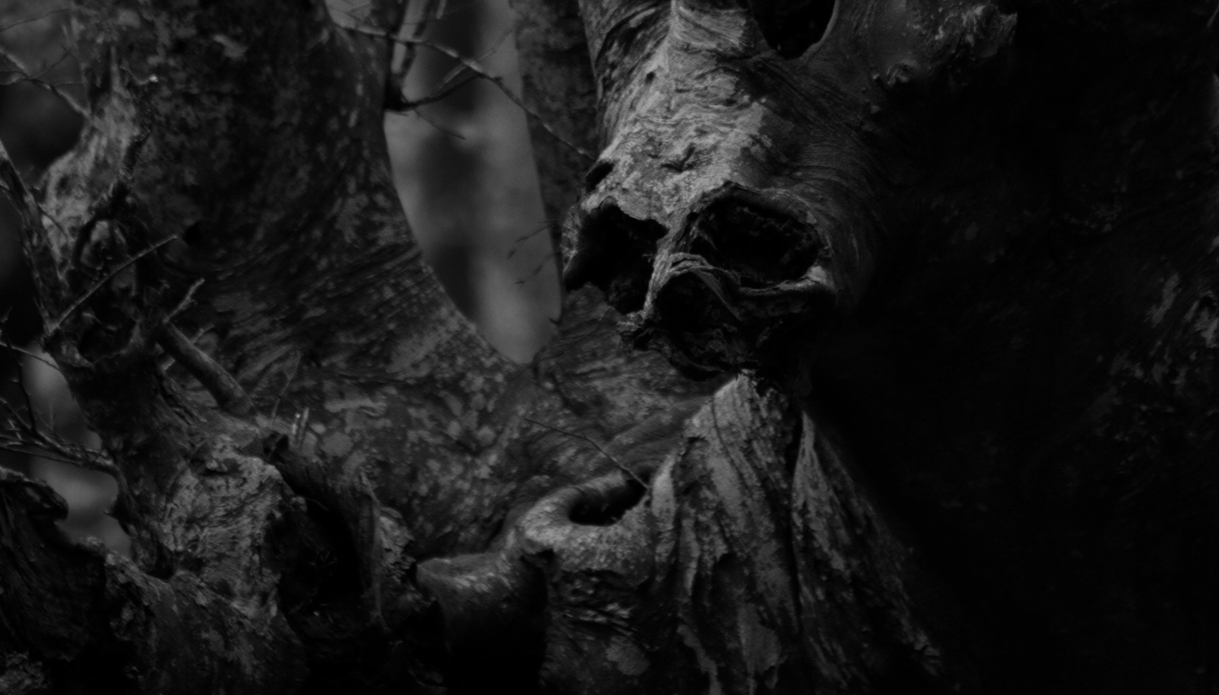 Canon EF 70-300mm F4-5.6 IS USM sample photo. Scull tree photography