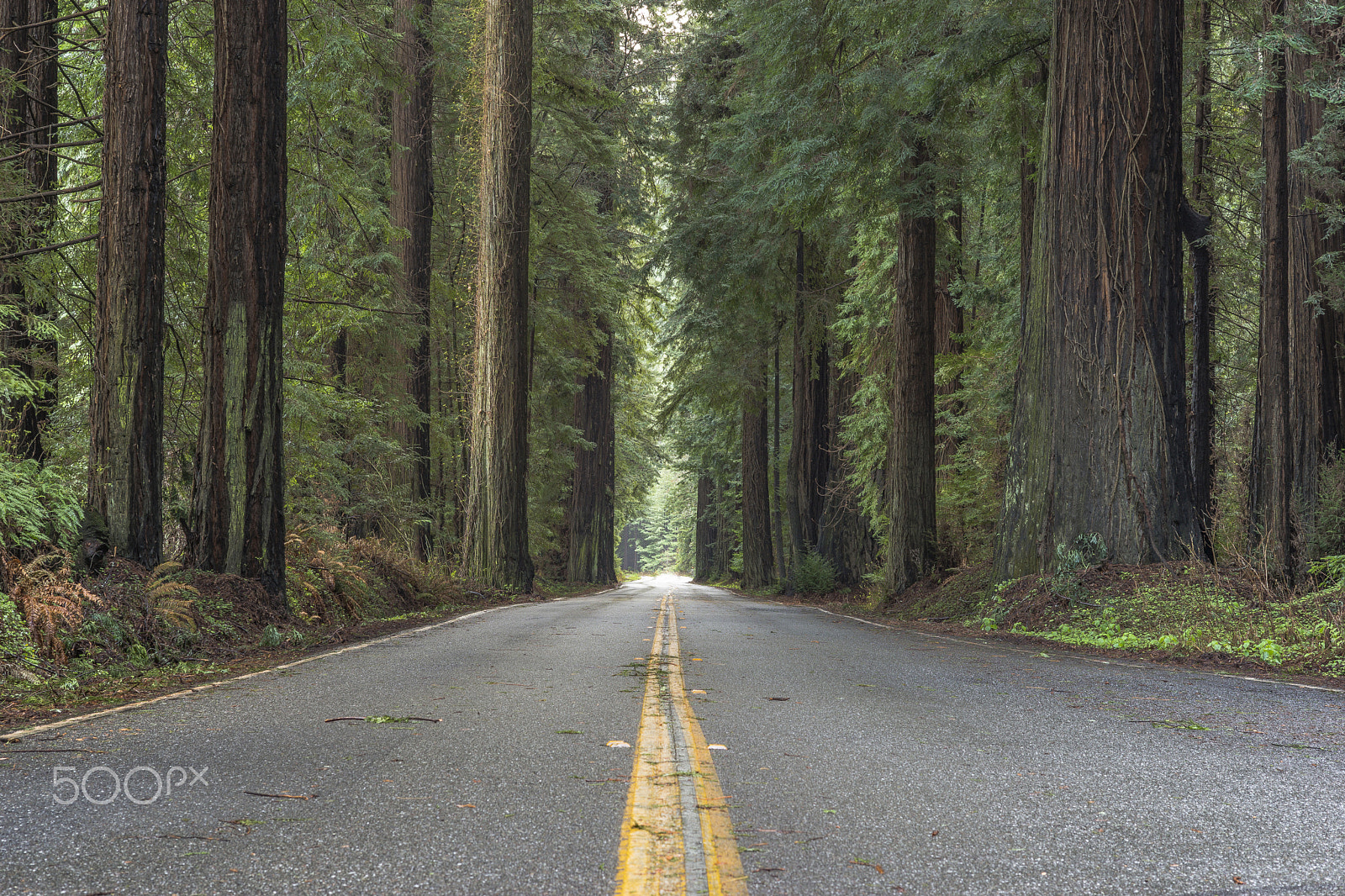 Sony a99 II sample photo. Avenue of the giants photography