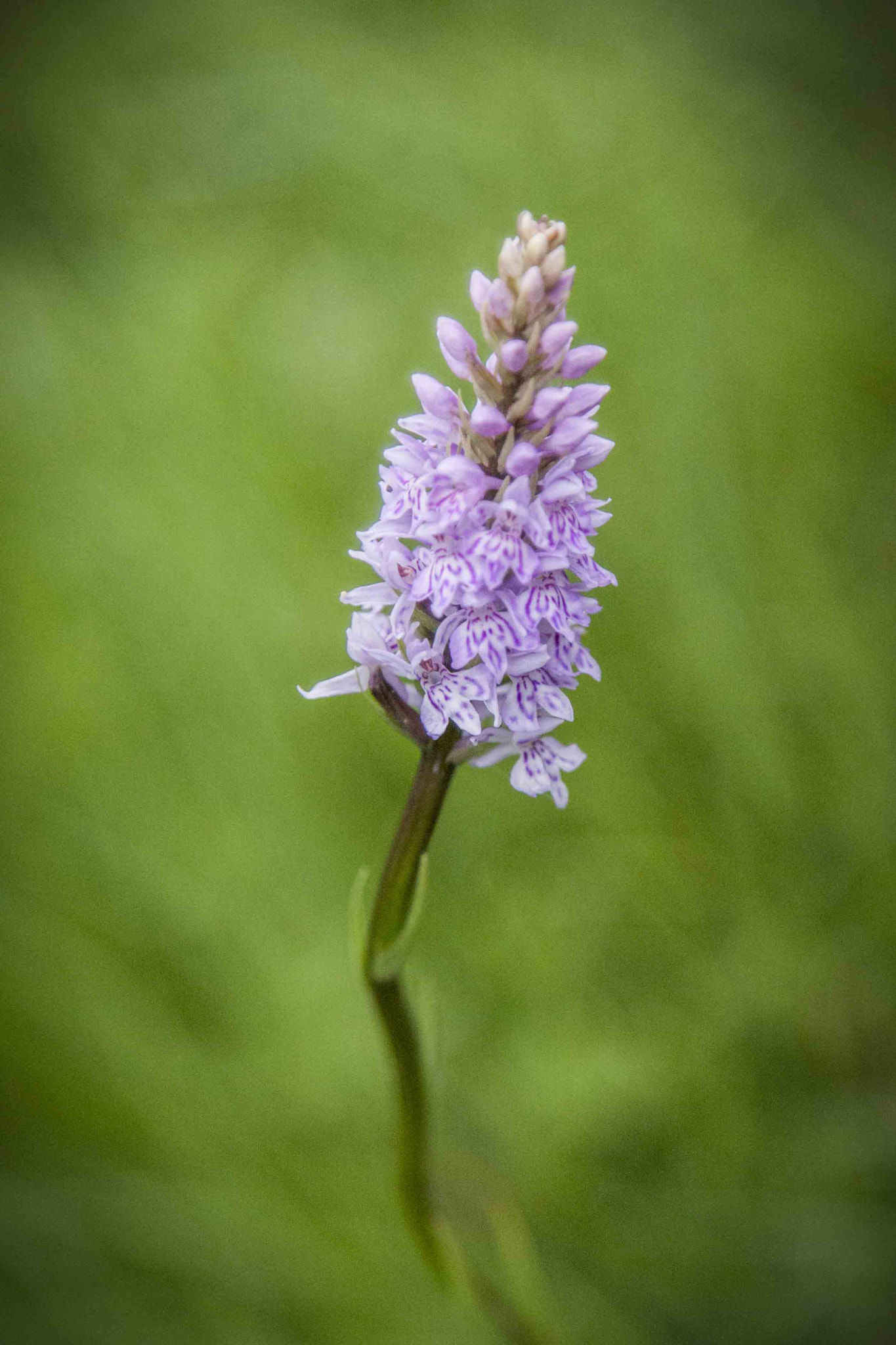 Canon EF 24-105mm F4L IS USM sample photo