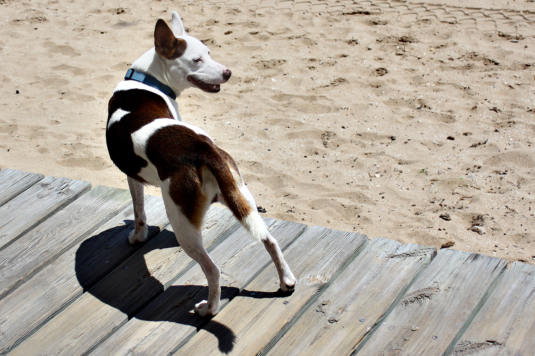 Canon EF 28-80mm f/3.5-5.6 USM IV sample photo. Dog photography