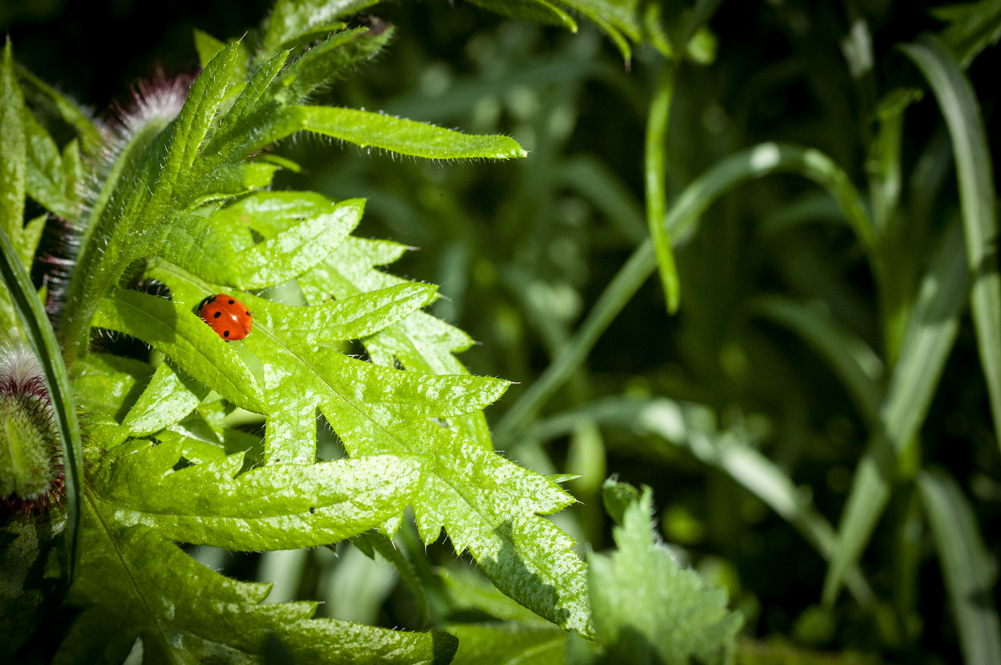 Nikon D70 + Sigma 50mm F2.8 EX DG Macro sample photo. The perfect place  photography