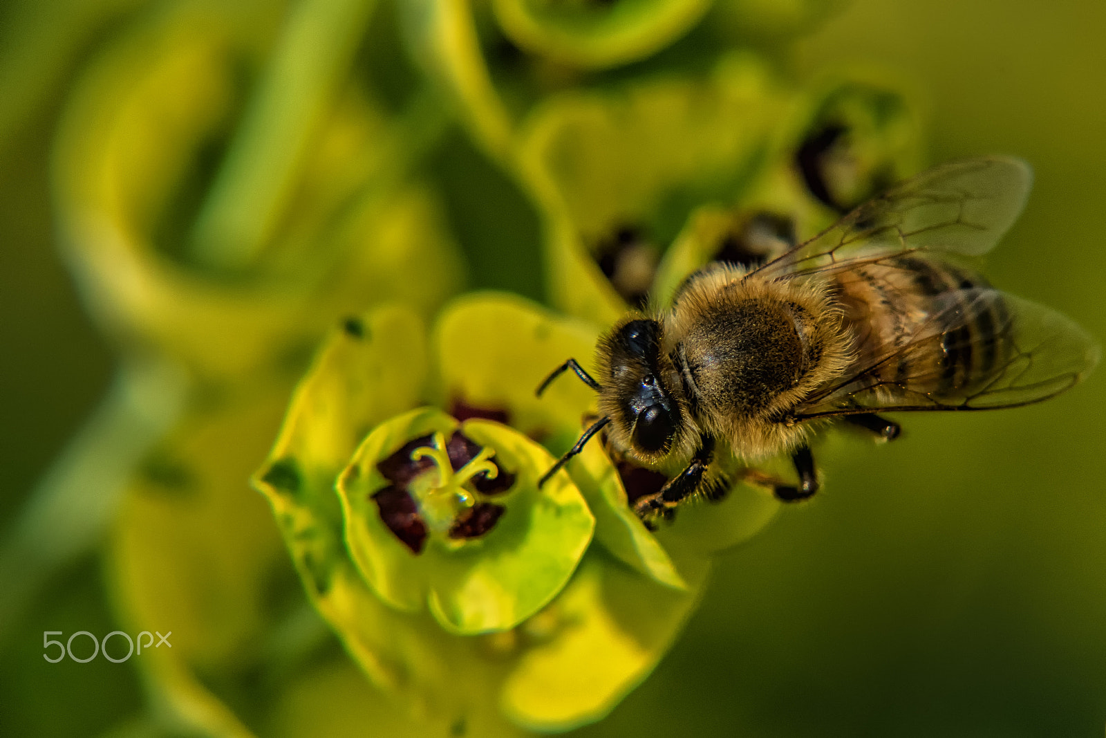 Nikon D5300 + Sigma 18-200mm F3.5-6.3 II DC OS HSM sample photo. Busy buzzy bee photography
