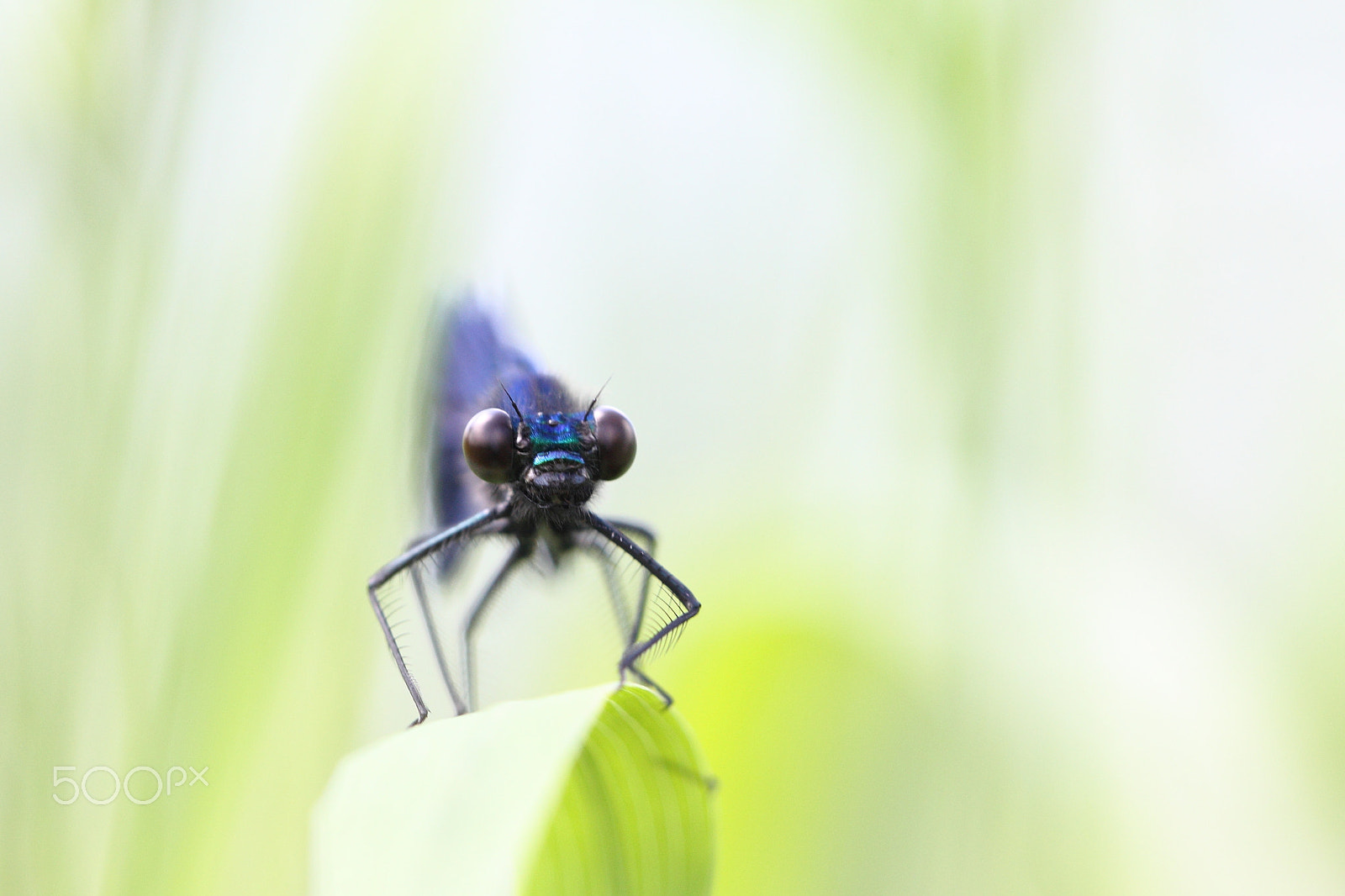 Sigma APO Macro 150mm f/2.8 EX DG HSM sample photo. Blau-grün photography
