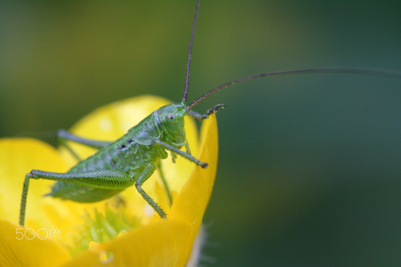 Sigma APO Macro 150mm f/2.8 EX DG HSM sample photo. Heupferd photography