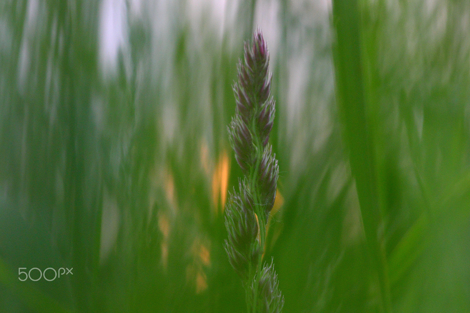 Sigma APO Macro 150mm f/2.8 EX DG HSM sample photo. Gras photography